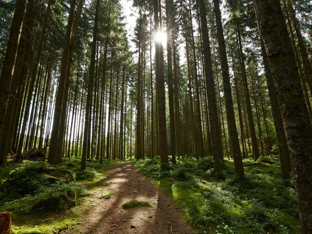  Wald Hintergrundbild 1024x768. Waldbaden im Schwarzwald