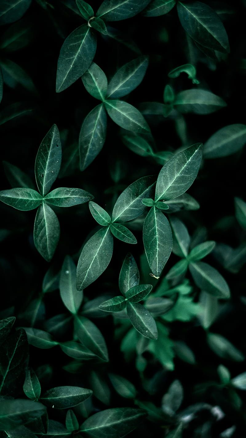  Wald Hintergrundbild 800x1422. Pflanzen, wald, HD phone wallpaper