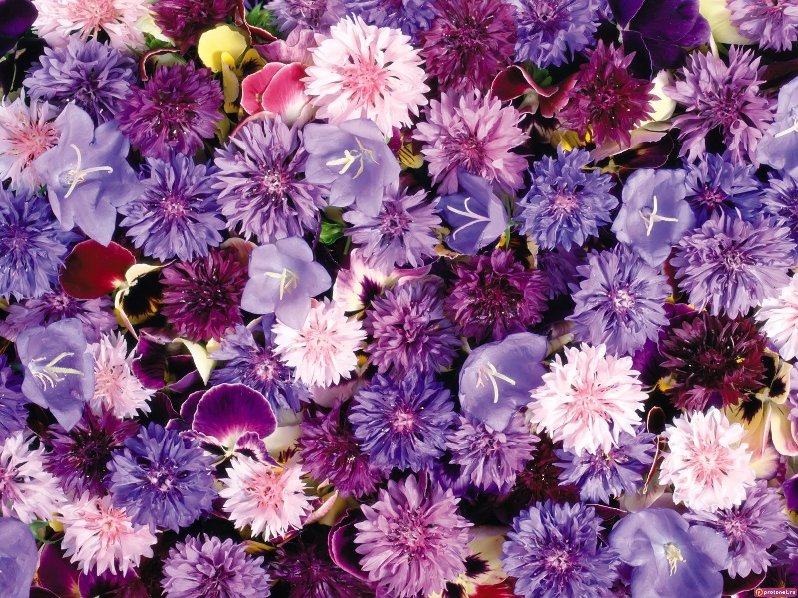  Blumen Hintergrundbild 1600x1200. Hintergrundbild für Handys: Blumen, Pflanzen, Hintergrund, 4452 Bild kostenlos herunterladen