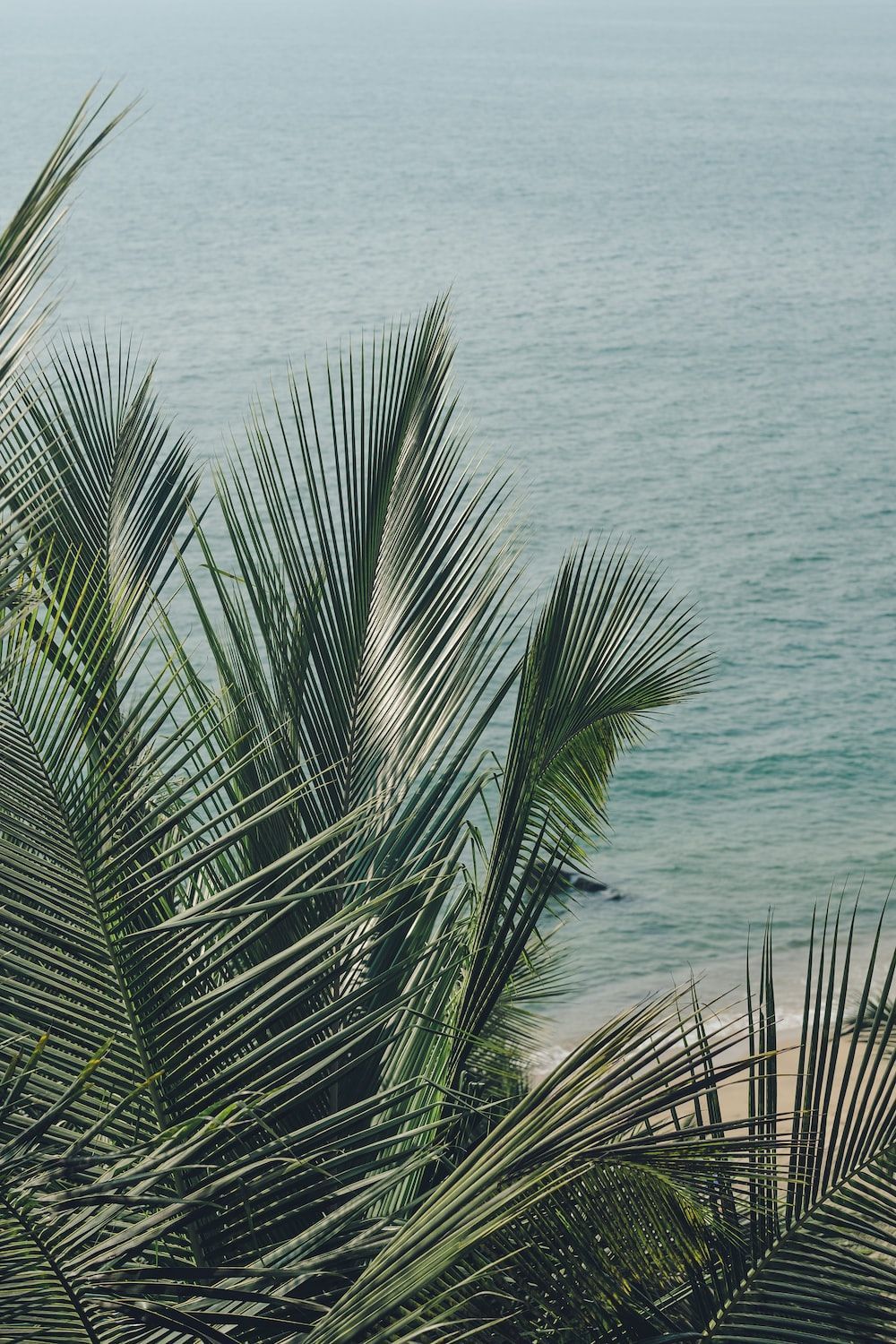  Meer Hintergrundbild 1000x1500. Foto zum Thema Blick auf einen strand mit palmen und das meer im hintergrund