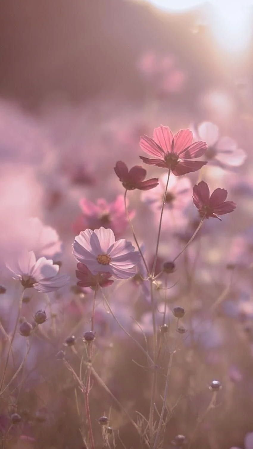 Frühlingsblumen Hintergrundbild 850x1509. Frühling hintergrundbilder fruhjahr, blumen HD wallpaper