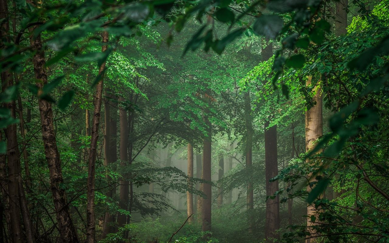  Wald Hintergrundbild 1280x800. Deutschland, Bäume, Wald, grüne Blätter, Nebel 3840x2160 UHD 4K Hintergrundbilder, HD, Bild