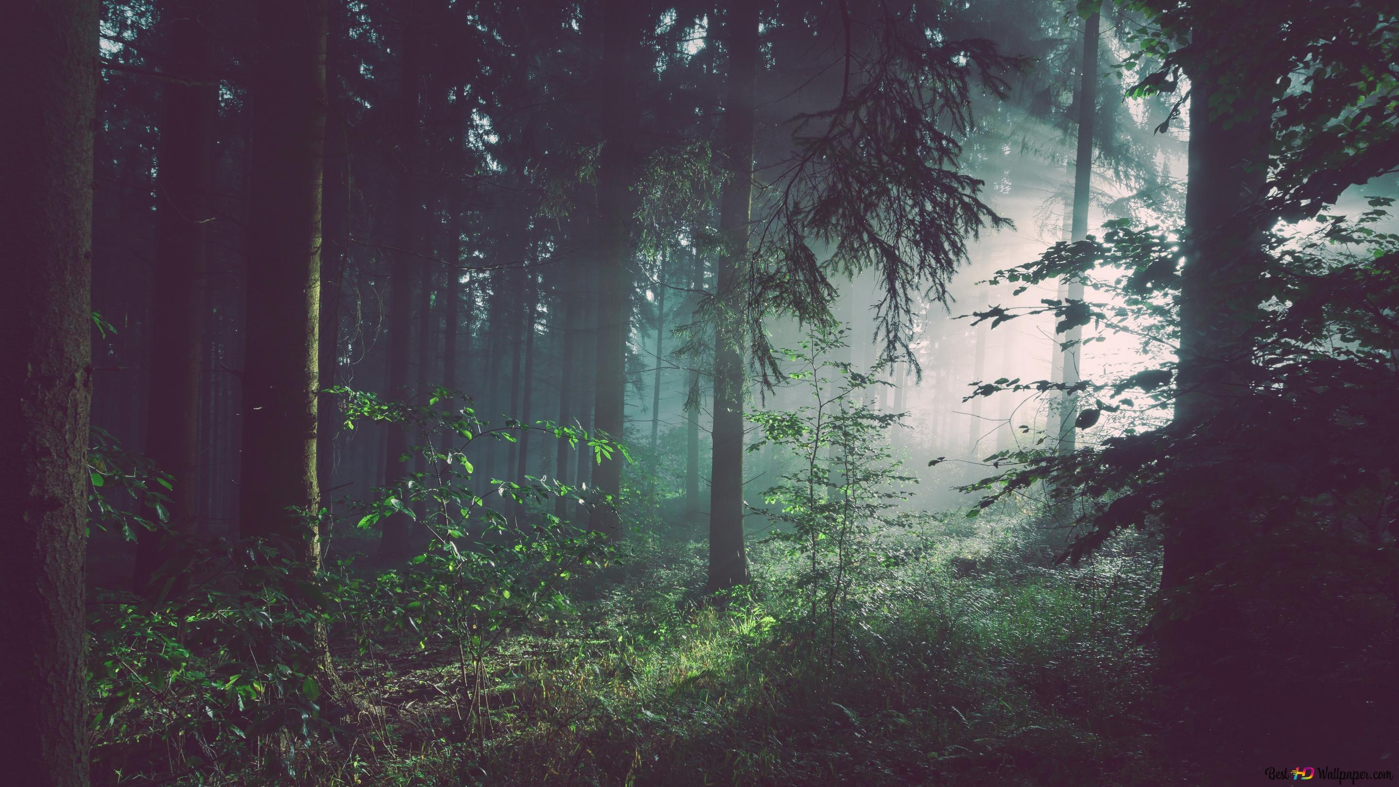 Wald Hintergrundbild 2880x1620. Tageslicht und Wald 4K Hintergrundbild herunterladen