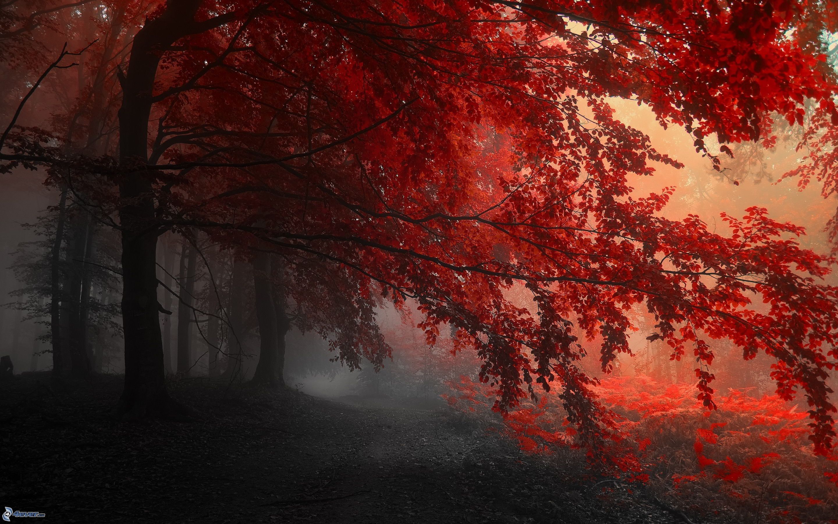  Wald Hintergrundbild 2880x1800. Herbstlicher roter Wald