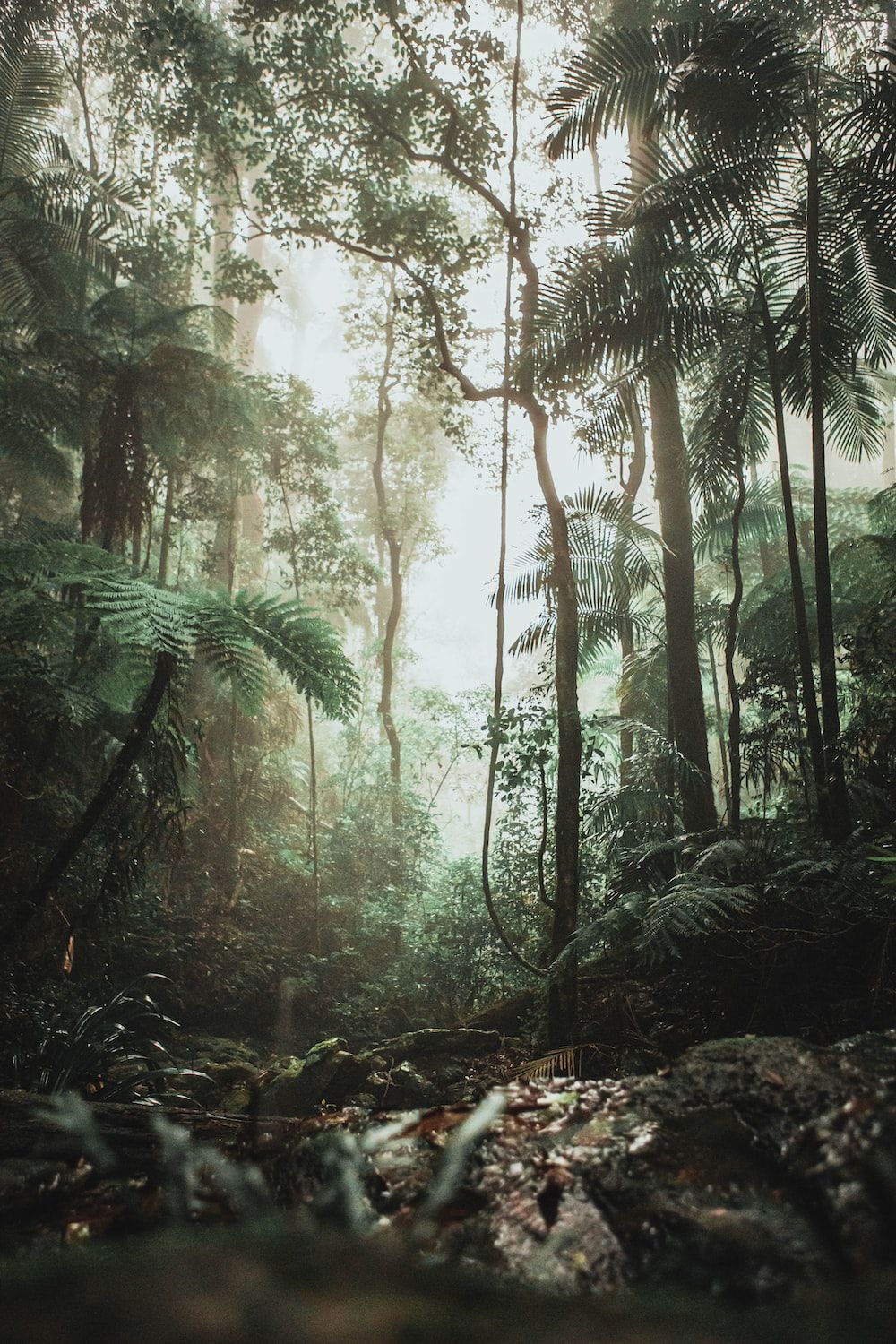  Wald Hintergrundbild 1000x1500. Foto zum Thema Grüne Bäume auf Wald während des Tages