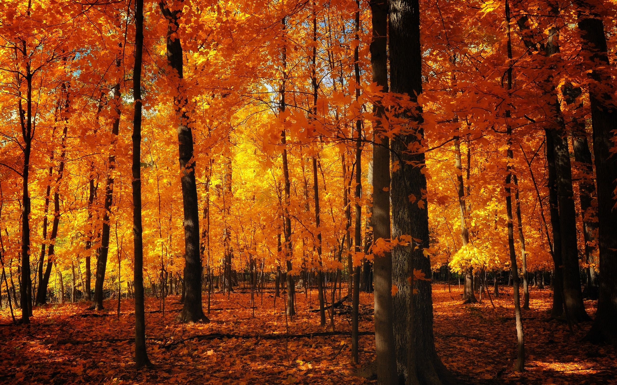  Wald Hintergrundbild 2560x1600. Hintergrundbild für Handys: Landschaft, Bäume, Herbst, 40808 Bild kostenlos herunterladen
