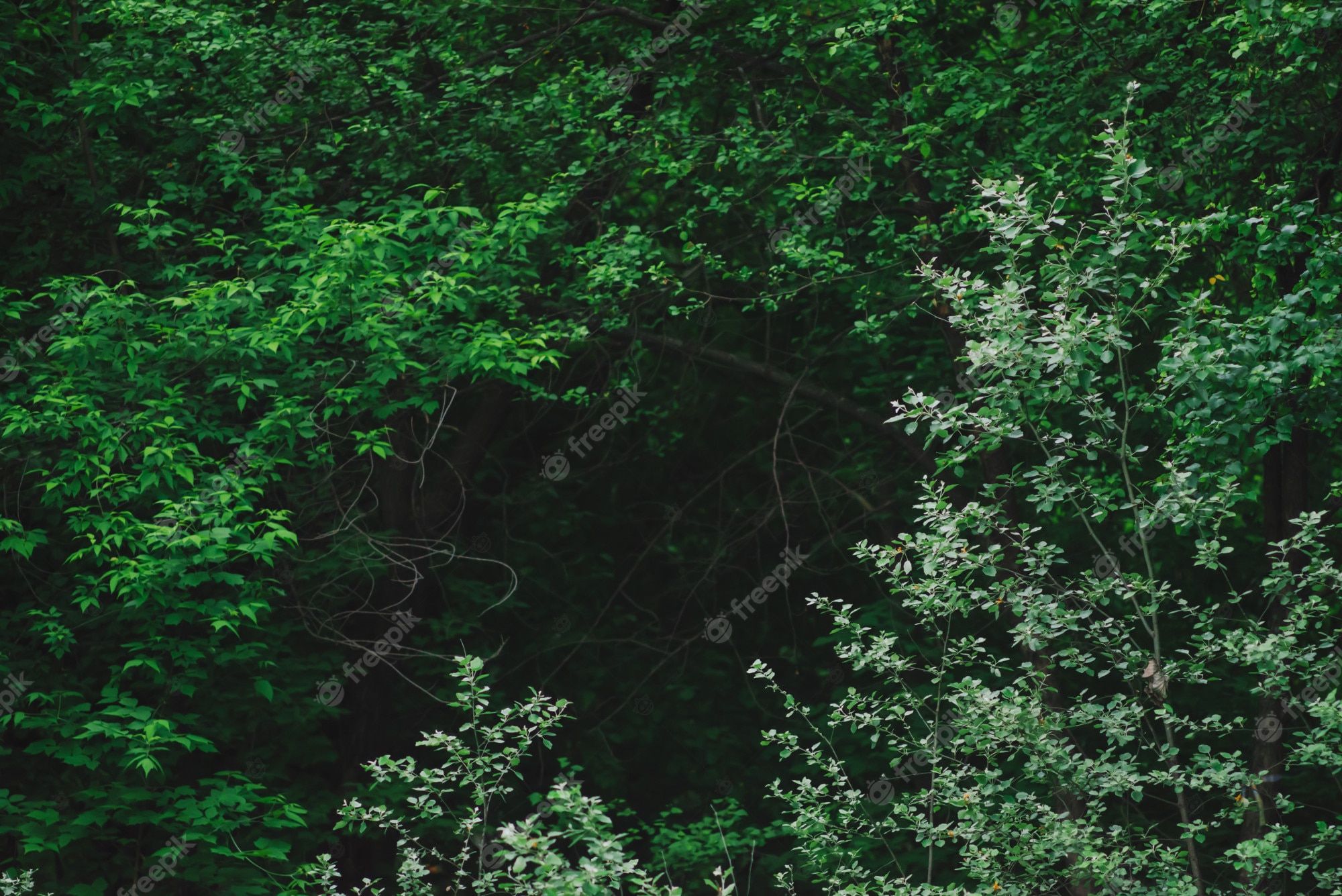  Wald Hintergrundbild 2000x1335. Natürlicher grüner hintergrund von üppigen dickichten im dunklen wald. dunkelheit hinter verzauberten zweigen mysteriöser bäume mit kopierraum. unheimliche waldkulisse mit mystischem grün. tenebrous waldnahaufnahme