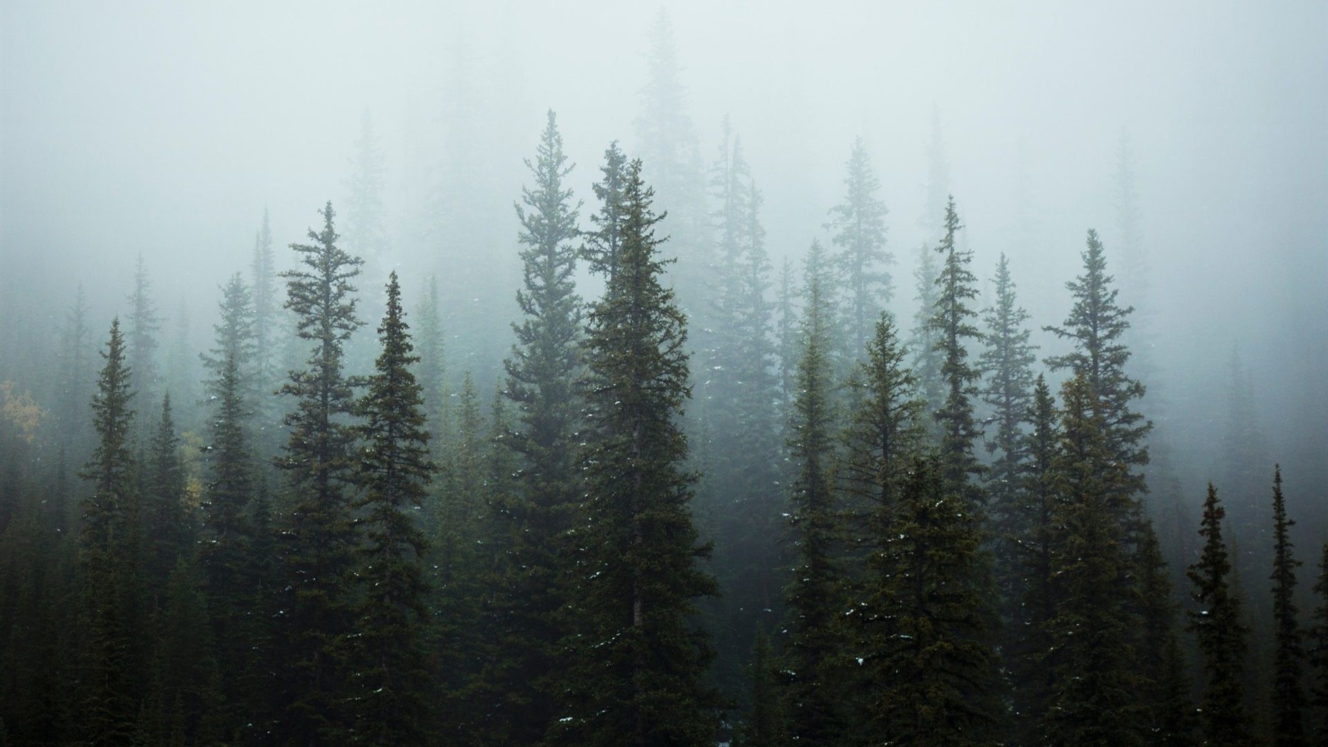  Wald Hintergrundbild 1920x1080. Bäume, Wald, Nebel, Morgen, Schnee 1920x1200 HD Hintergrundbilder, HD, Bild
