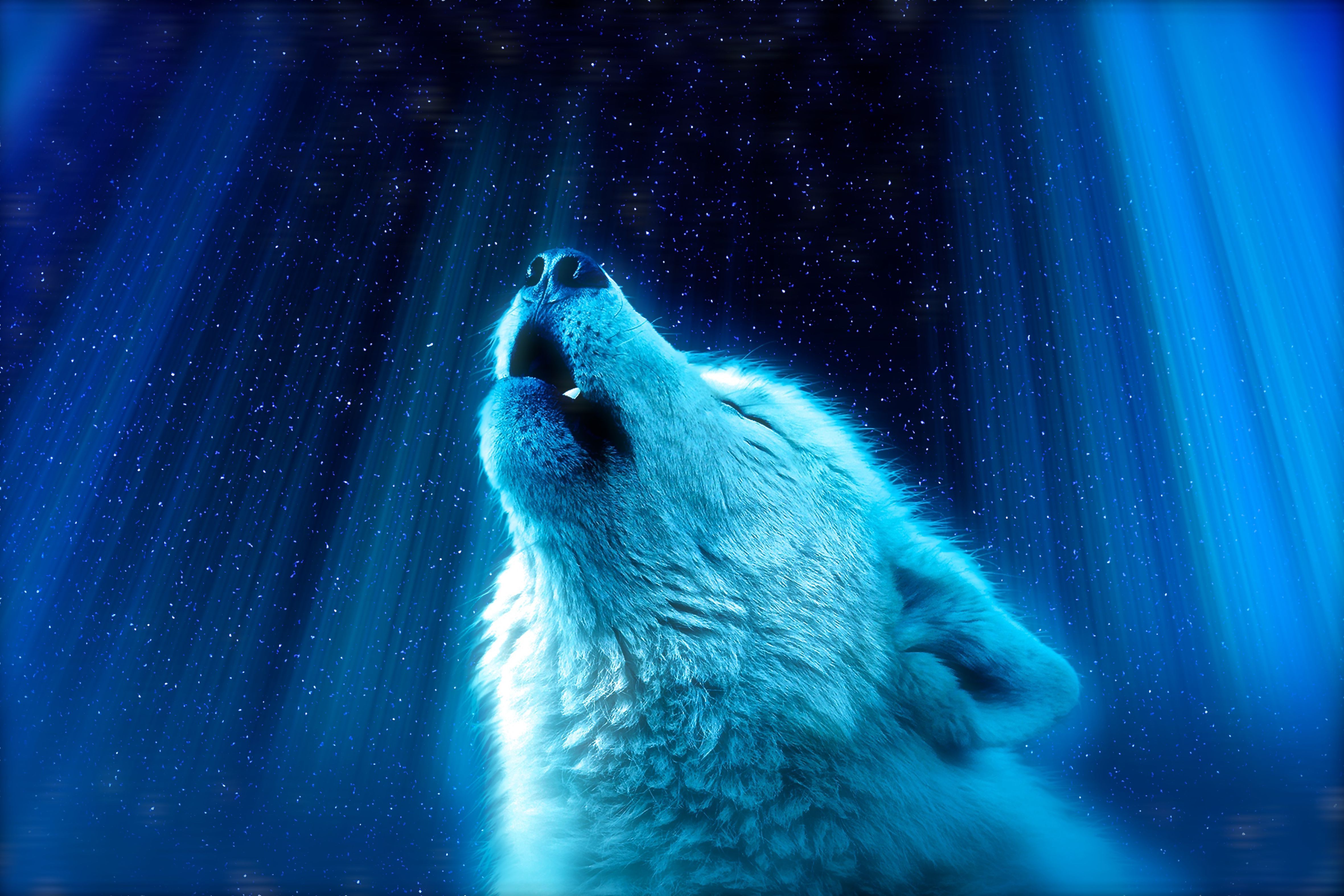  Coolsten Hintergrundbild 4722x3148. Kostenlose Hintergrundbilder Weißer Wolf im Wald, Bilder Für Ihren Desktop Und Fotos