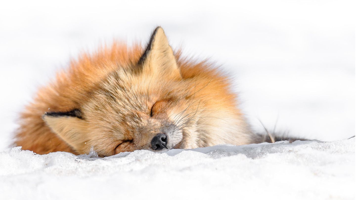  Das Schönste Der Welt Hintergrundbild 1440x809. Tiere im Winter: Fotos bringen uns zum Schmunzeln - [GEO]