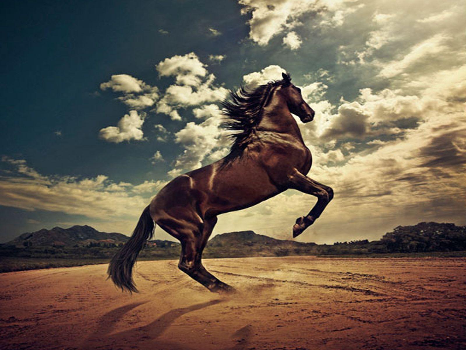  Das Schönste Der Welt Hintergrundbild 1600x1200. Pferde Wallpaper Free Pferde Background