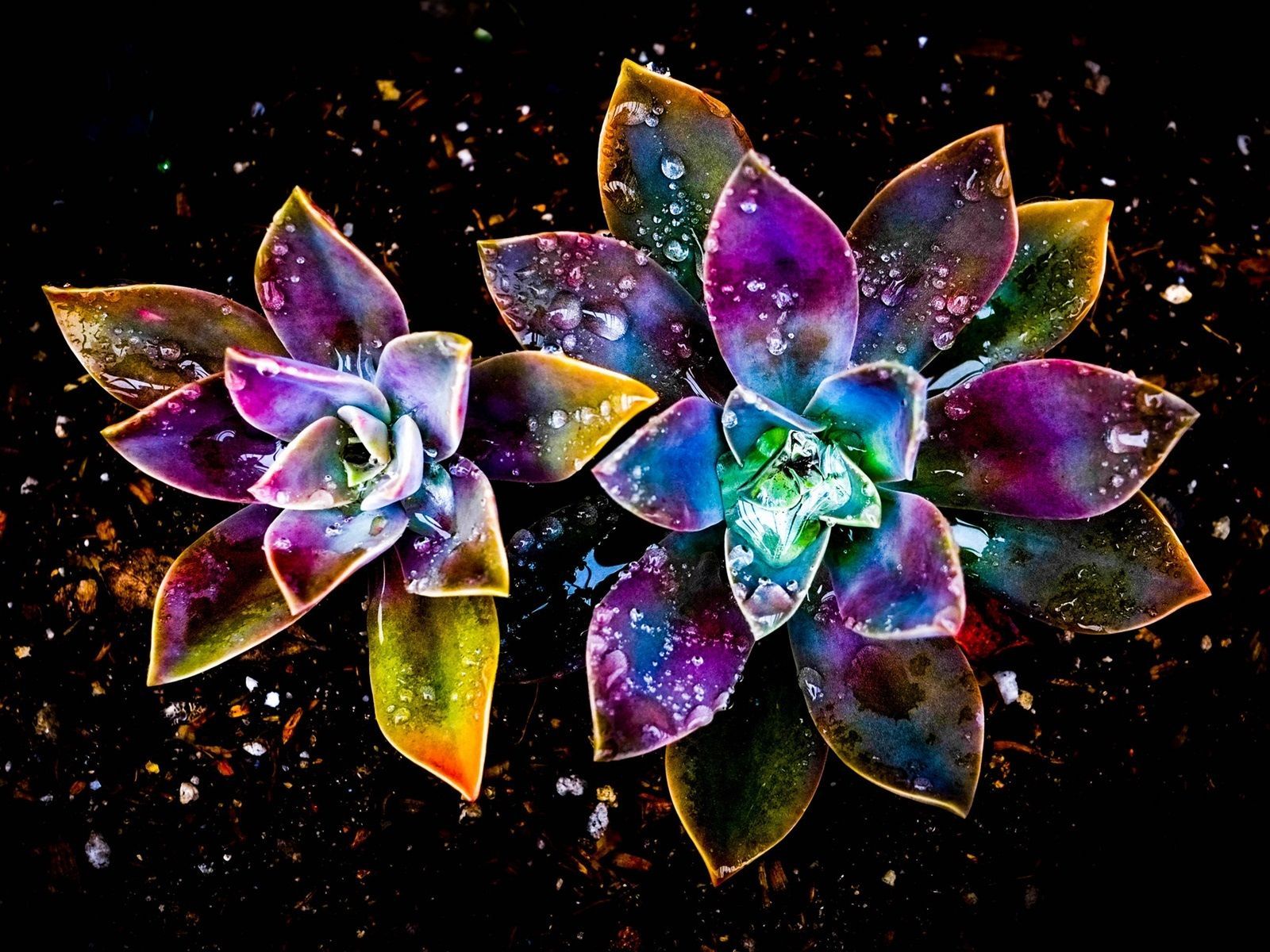  Das Schönste Der Welt Hintergrundbild 1600x1200. Bunte Blumen, abstrakt, Wassertropfen 1920x1200 HD Hintergrundbilder, HD, Bild