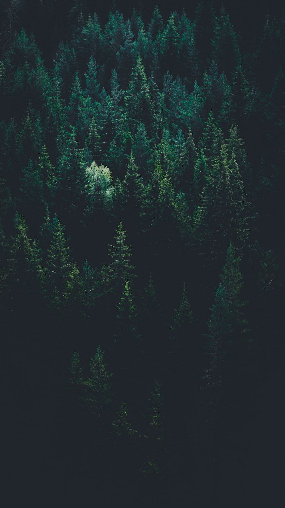  Das Schönste Der Welt Hintergrundbild 1000x1778. Forest Wallpaper: Kostenloser HD Download [HQ]
