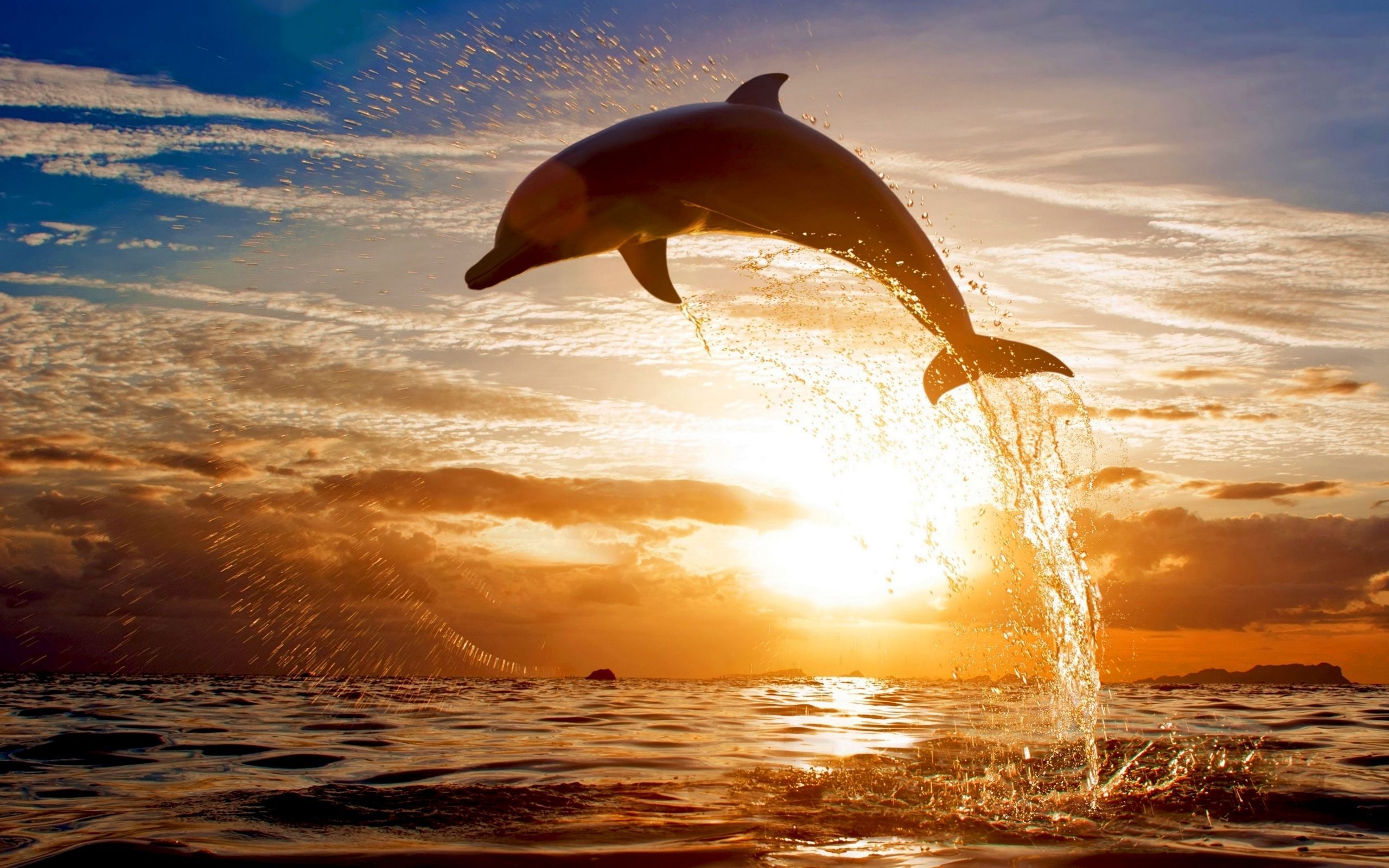  Delfine Hintergrundbild 2560x1600. Laden Sie Das Delfine Hintergrundbild Für Ihr Handy In Hochwertigen, Hintergrundbildern Delfine Kostenlos Herunter