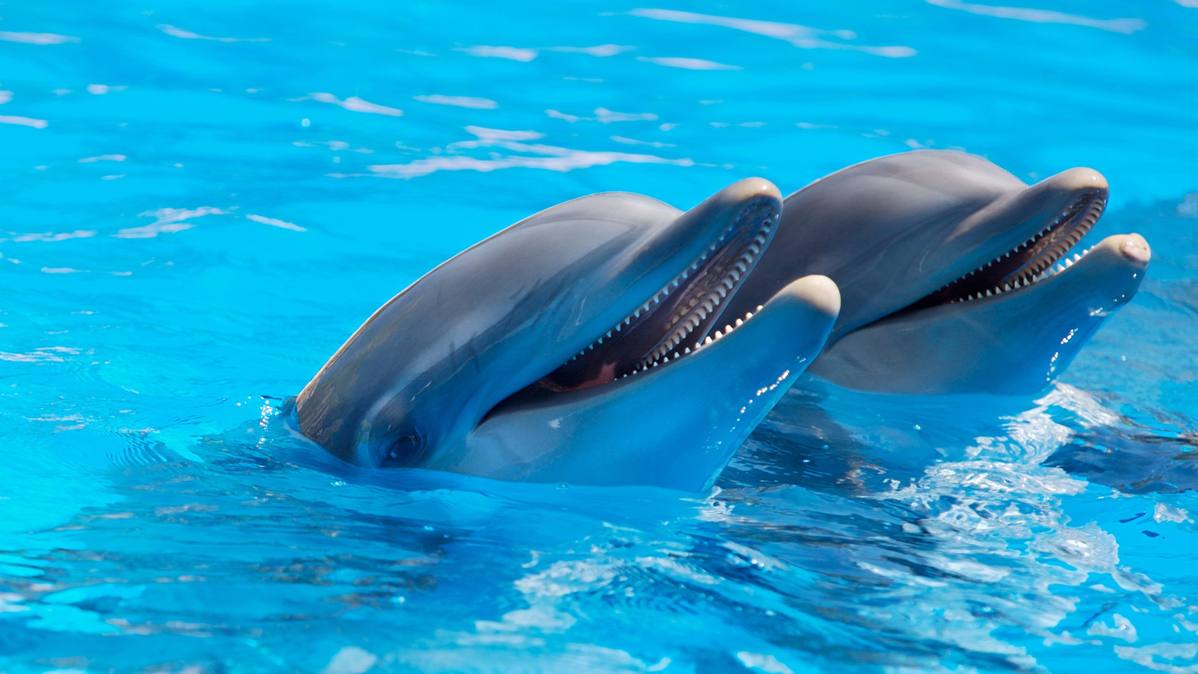  Delfin Hintergrundbild 3840x2160. Delfine Bilder Und Fotos · Kostenlos Downloaden · Stock Fotos