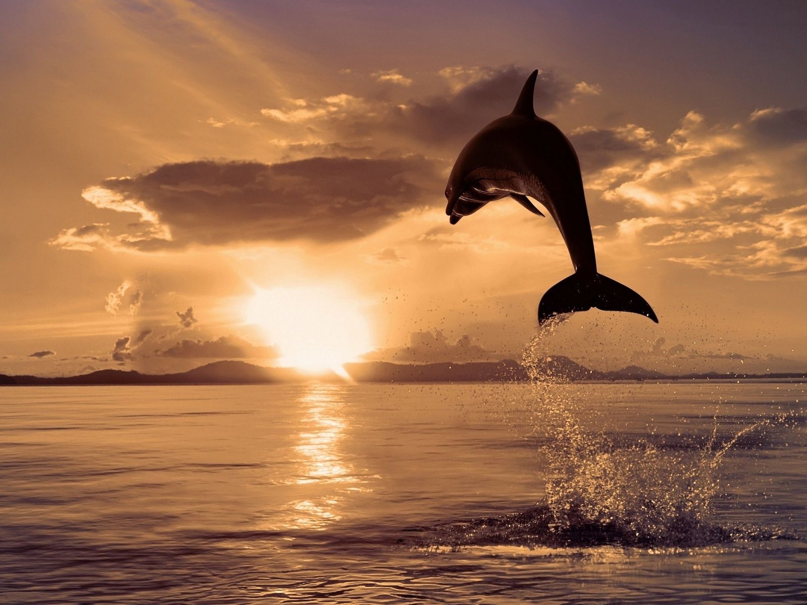  Delfine Hintergrundbild 1600x1200. Delfin. Sunrise wallpaper, Animals, Dolphins animal
