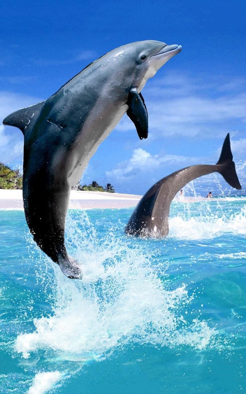  Delfine Hintergrundbild 800x1281. Delfine Hintergrundbilder HD APK für Android herunterladen