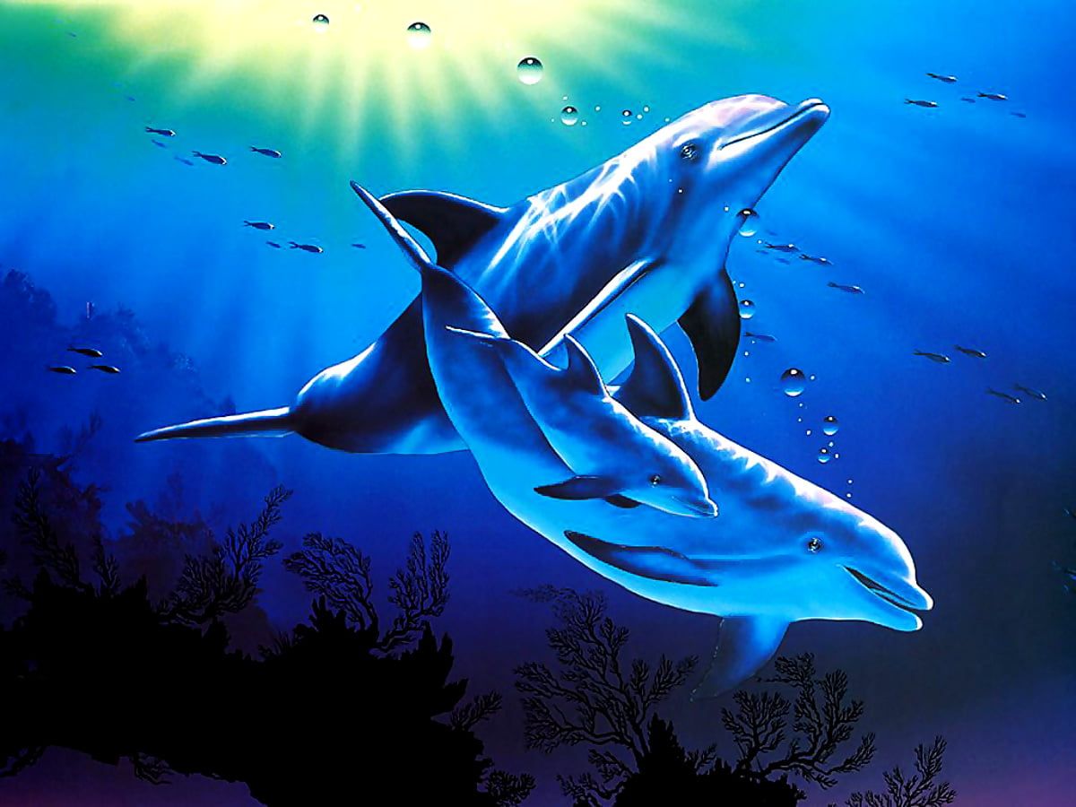  Delfine Hintergrundbild 1200x900. 4K Hintergrundbilder Delfin