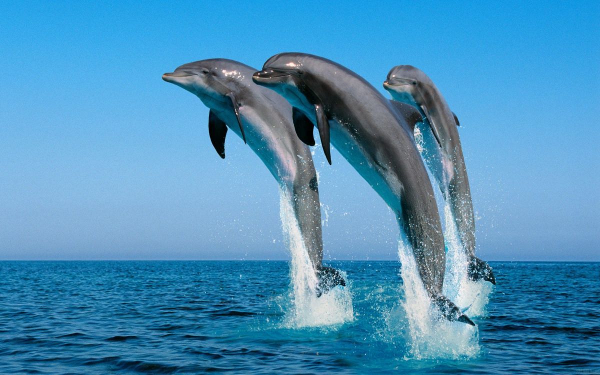  Delfine Hintergrundbild 1200x750. Kostenlose Hintergrundbilder 2 Delfine Springen Über Das Meer, Bilder Für Ihren Desktop Und Fotos