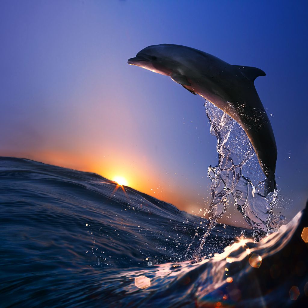  Delfine Hintergrundbild 1024x1024. Fotos von Delfine Meer spritzwasser Morgendämmerung und
