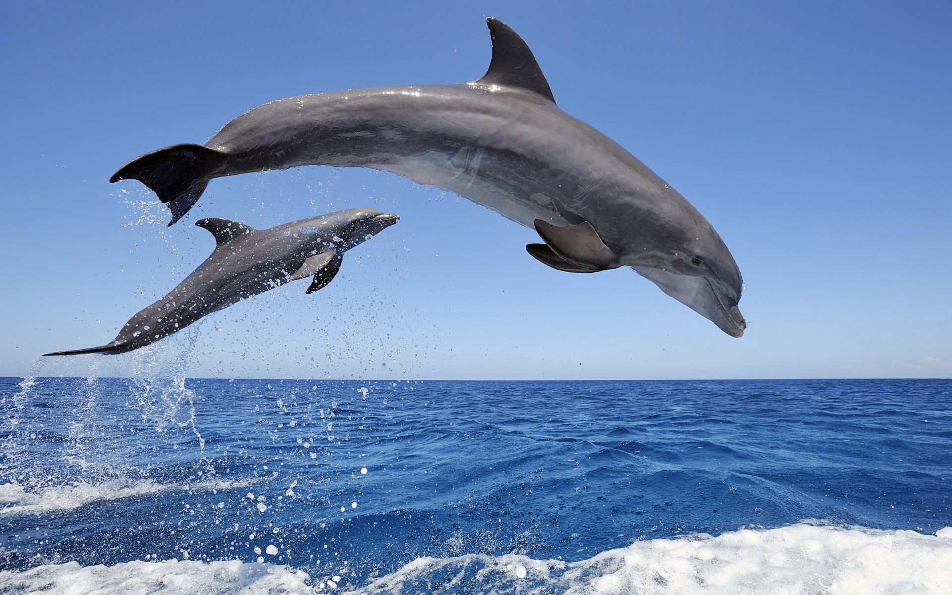  Delfine Hintergrundbild 1920x1200. Hintergrundbild für Handys: Delfine, Tiere, 37292 Bild kostenlos herunterladen
