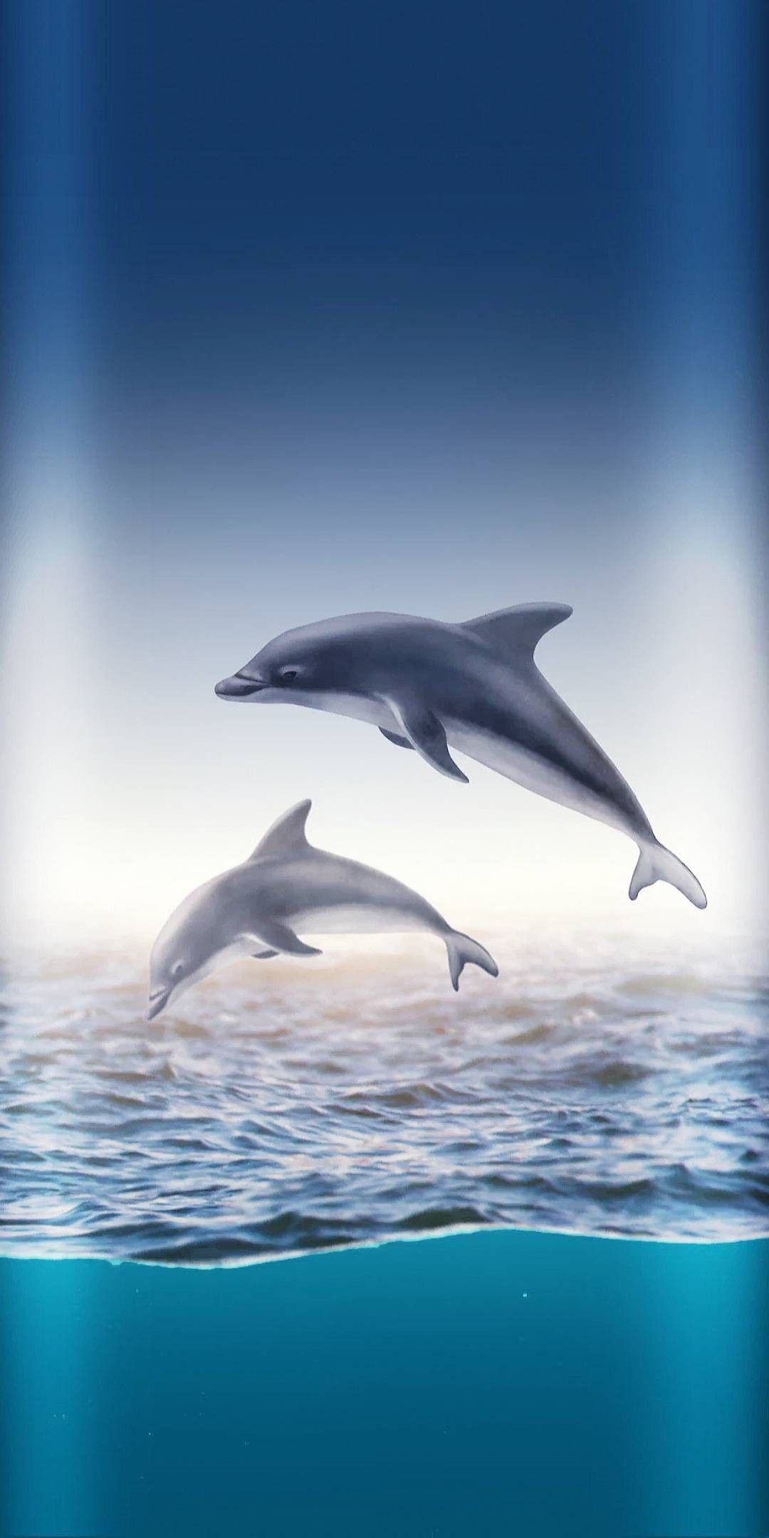  Delfine Hintergrundbild 1080x2160. Vicki Tobin on background. Dolphins, Beautiful summer wallpaper, Dolphin photo