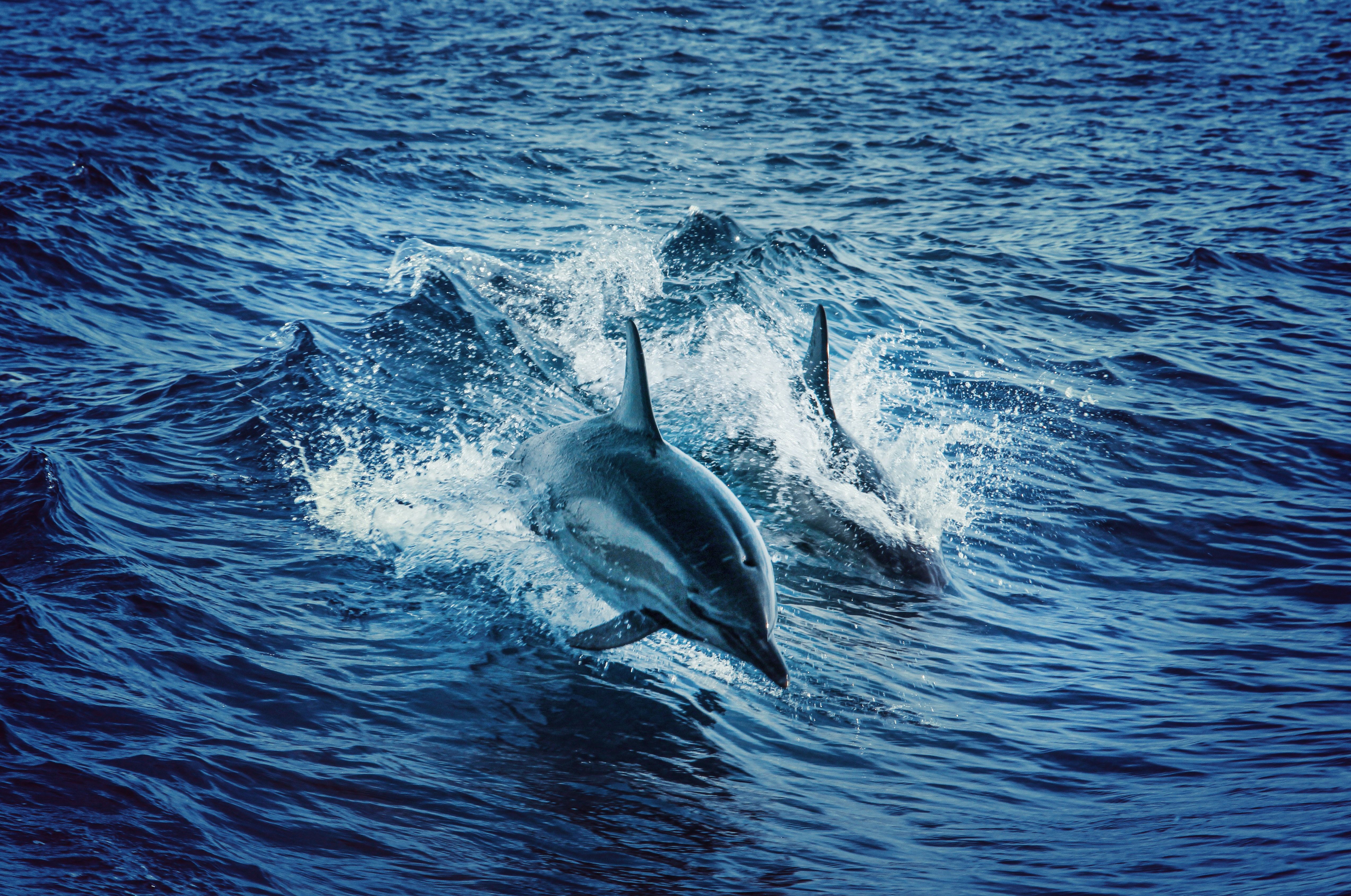  Delfine Hintergrundbild 5092x3379. Delfine Bilder Und Fotos · Kostenlos Downloaden · Stock Fotos