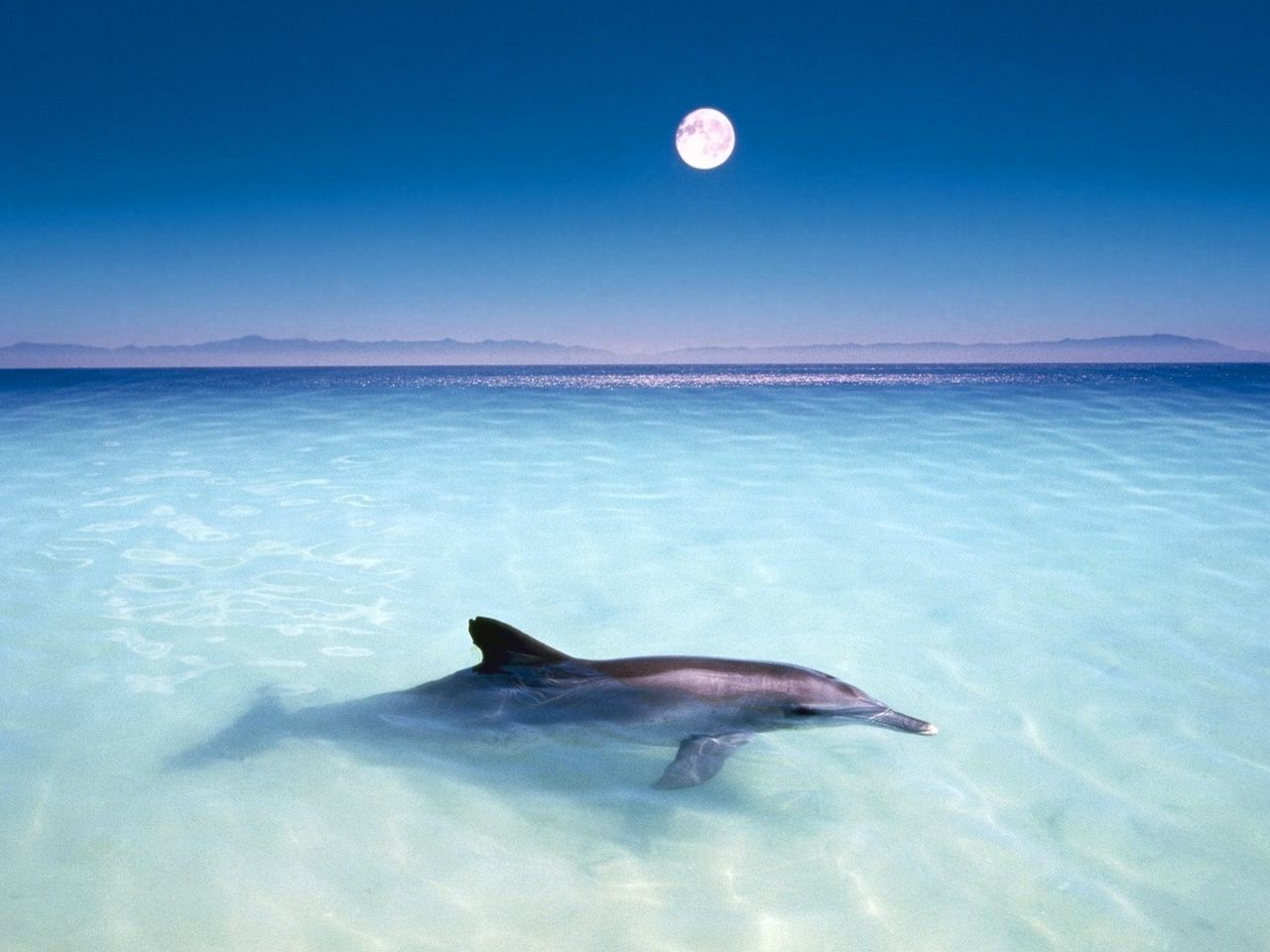  Delfine Hintergrundbild 1280x960. Hintergrundbild für Handys: Tiere, Delfine, 33449 Bild kostenlos herunterladen