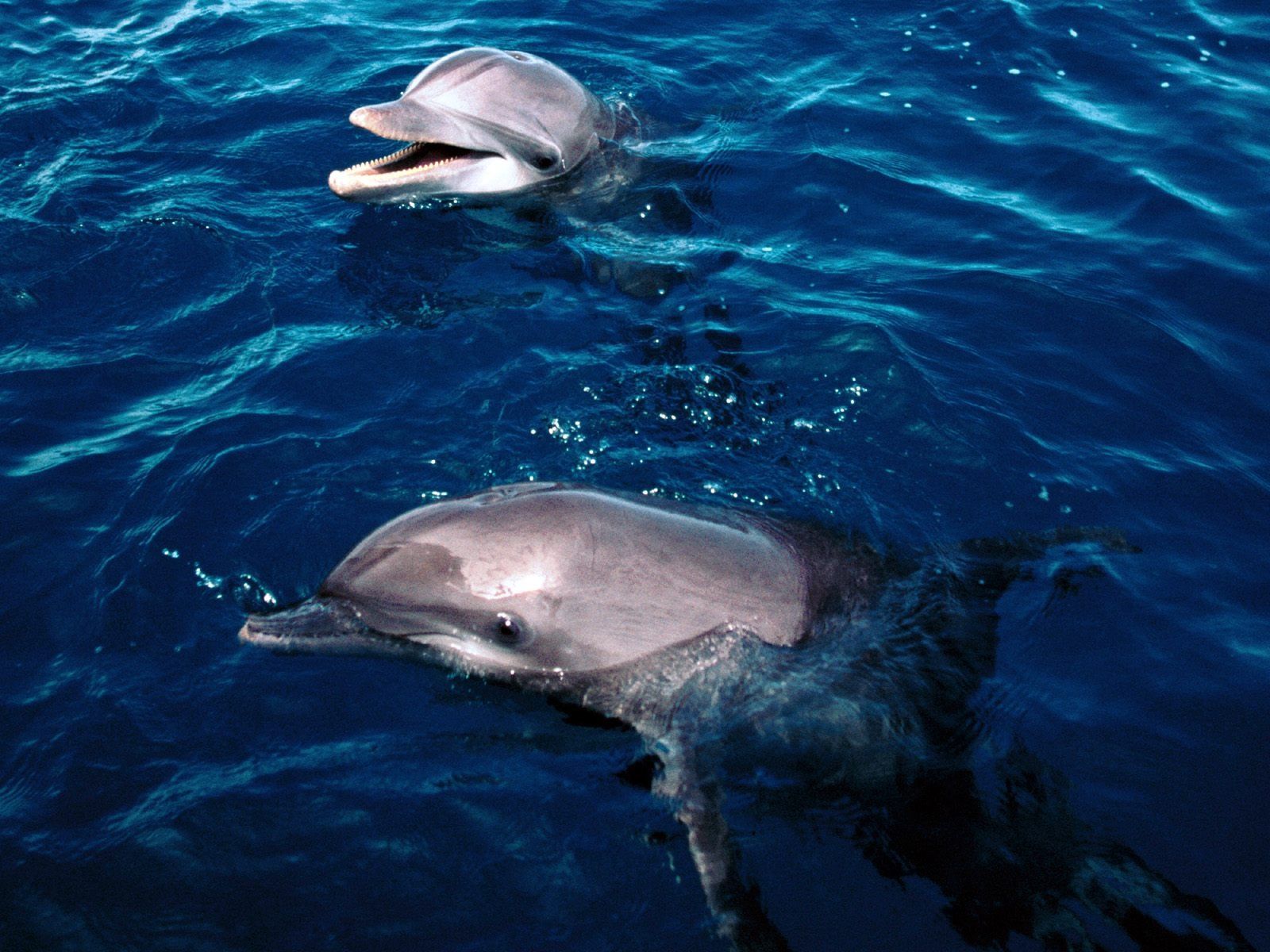  Delfine Hintergrundbild 1600x1200. Delfine tummeln Hintergrundbilder. Delfine tummeln frei fotos