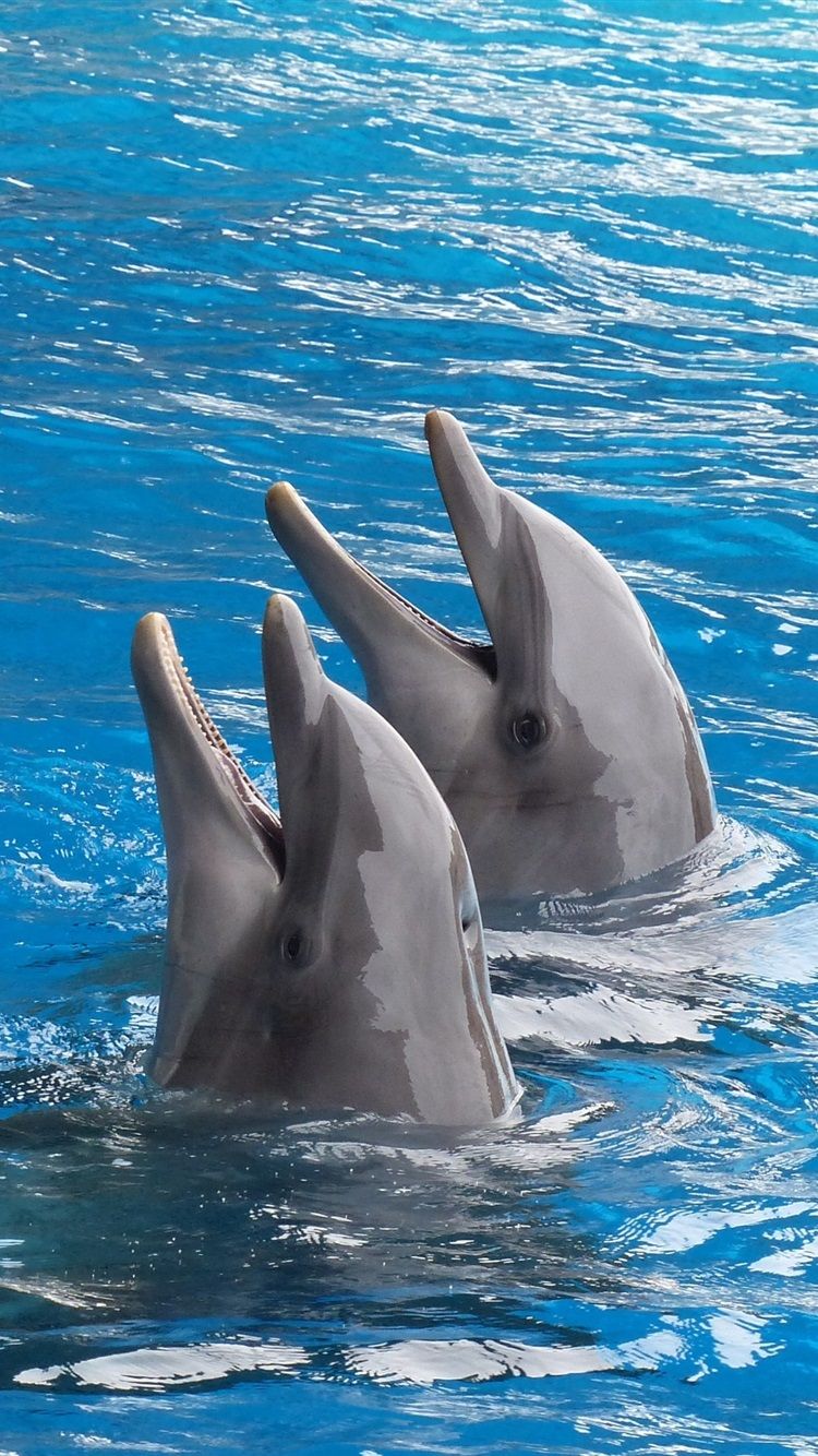  Delfine Hintergrundbild 750x1334. Zwei Delfine, Aus Wasser 750x1334 IPhone 8 7 6 6S Hintergrundbilder, HD, Bild