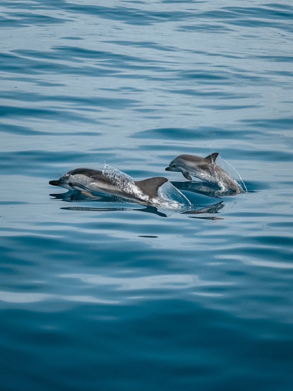  Delfin Hintergrundbild 1000x1333. Dolphin Wallpaper: Kostenloser HD Download [HQ]