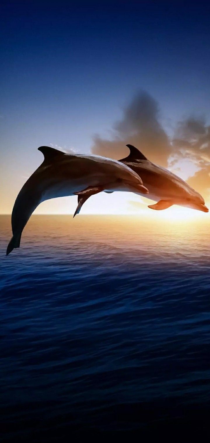  Delfine Hintergrundbild 720x1520. DolphIn HD Wallpaper android. Dolphins, Beautiful sea creatures, Dolphin photo