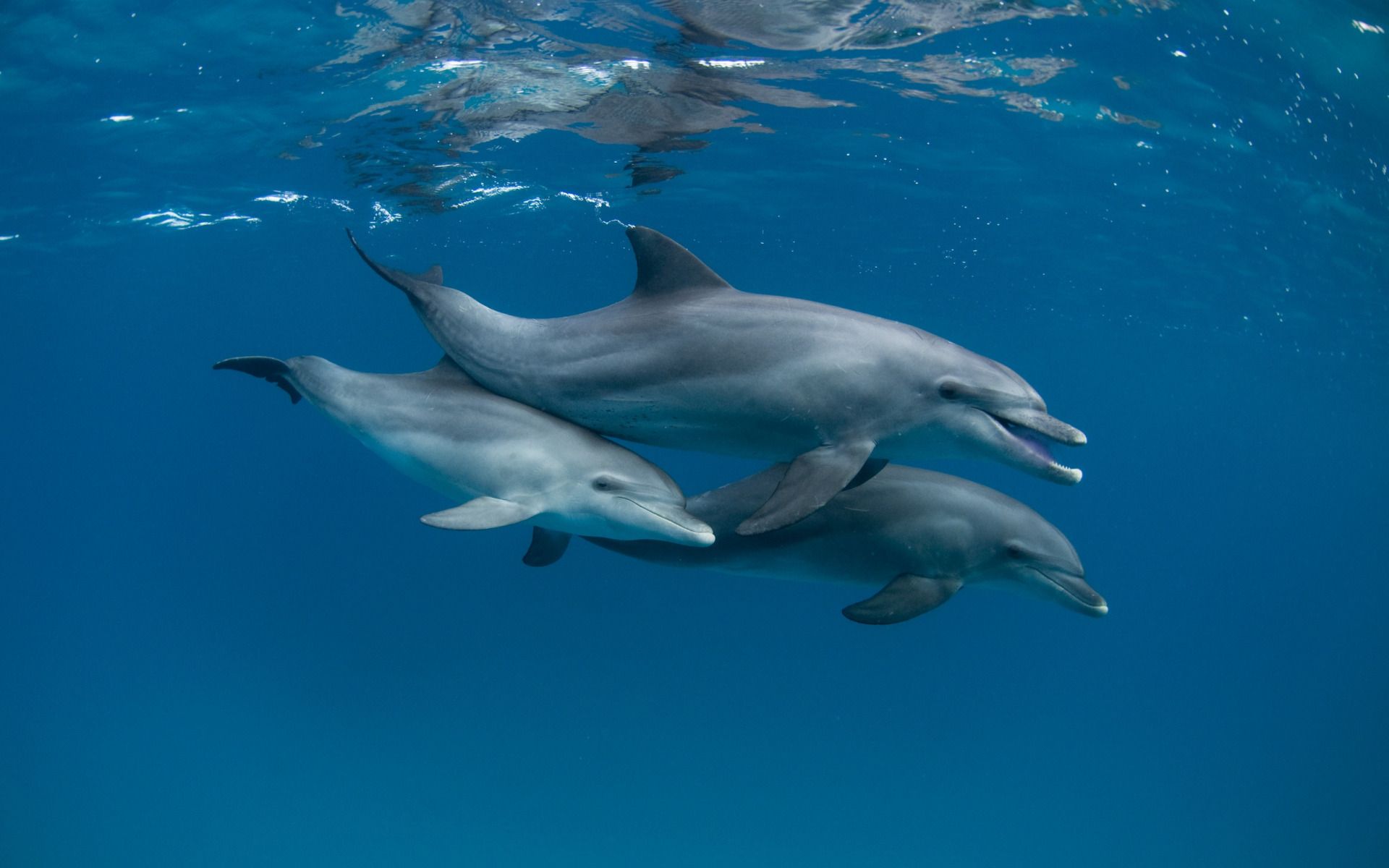  Delfine Hintergrundbild 1920x1200. Herunterladen hintergrundbild delfine, meer, underwater world, herde delfine, säugetiere, delphine unter wasser mit einer auflösung zu überwachen 1920x1200. Bilder auf dem desktop