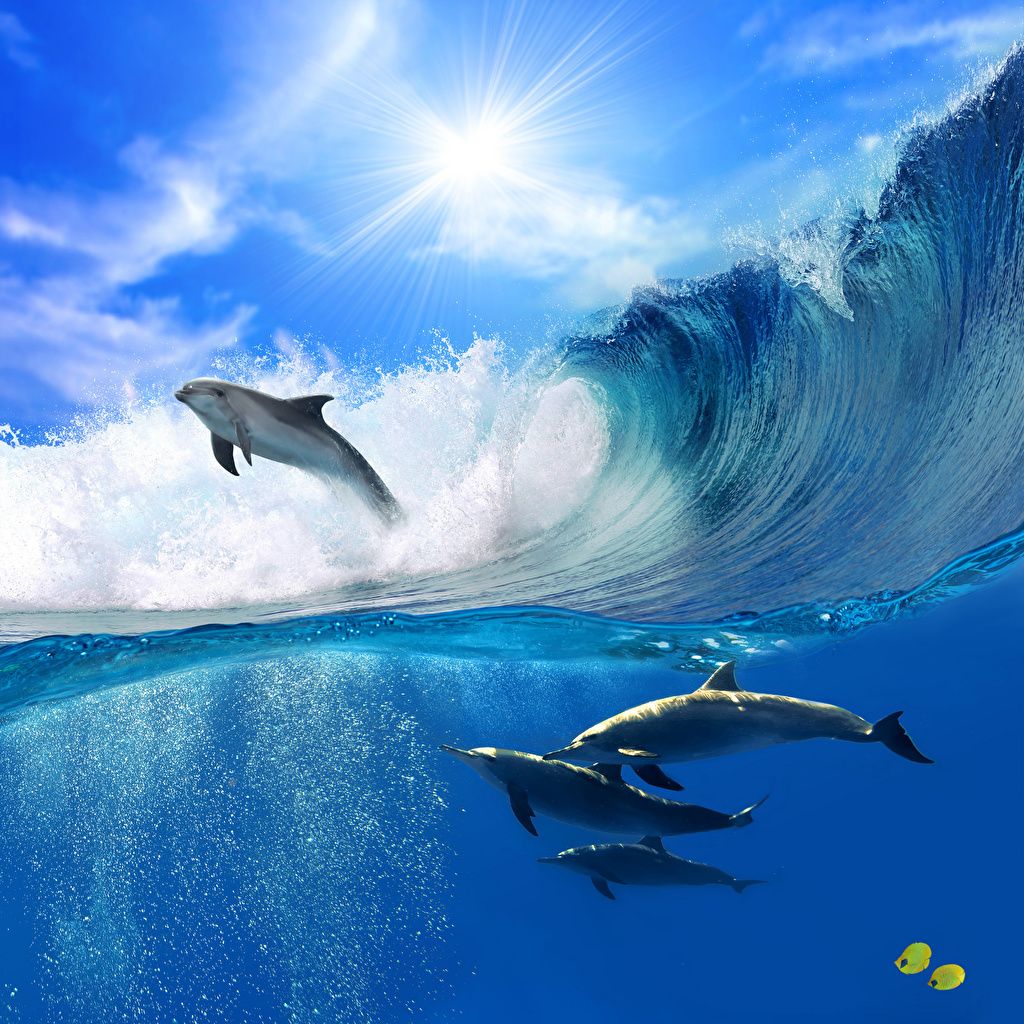  Delfine Hintergrundbild 1024x1024. Foto Delfine Meer Ozean Sprung Wasserwelle Tiere