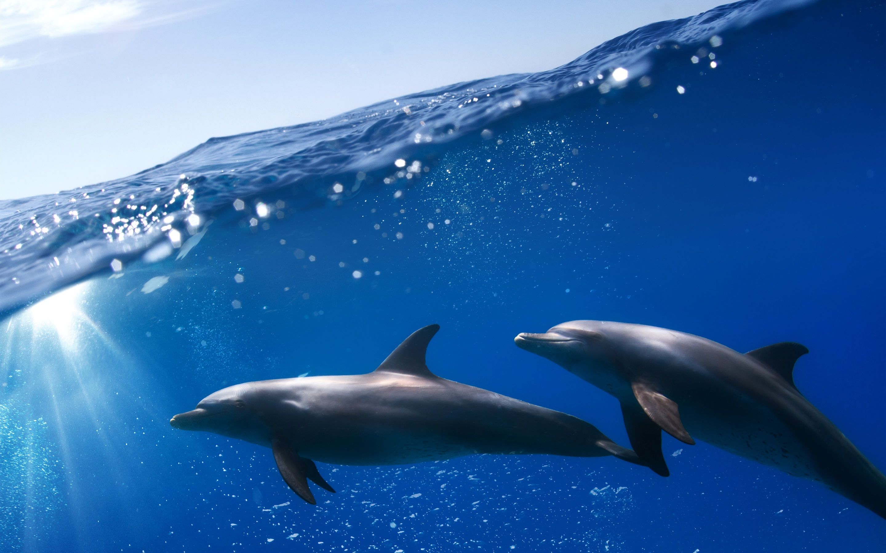  Delfine Hintergrundbild 2880x1800. Unterwasser, zwei Delfine, blaues Meer 2880x1800 HD Hintergrundbilder, HD, Bild