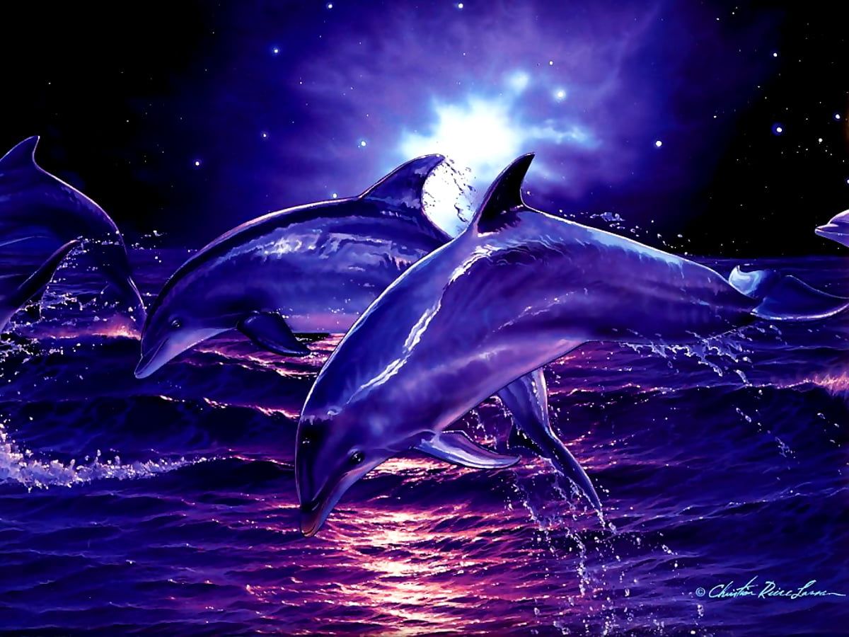 Delfine Hintergrundbild 1200x900. Delfin, Tursiops, Fisch Hintergrundbild. Kostenlose TOP Wallpaper