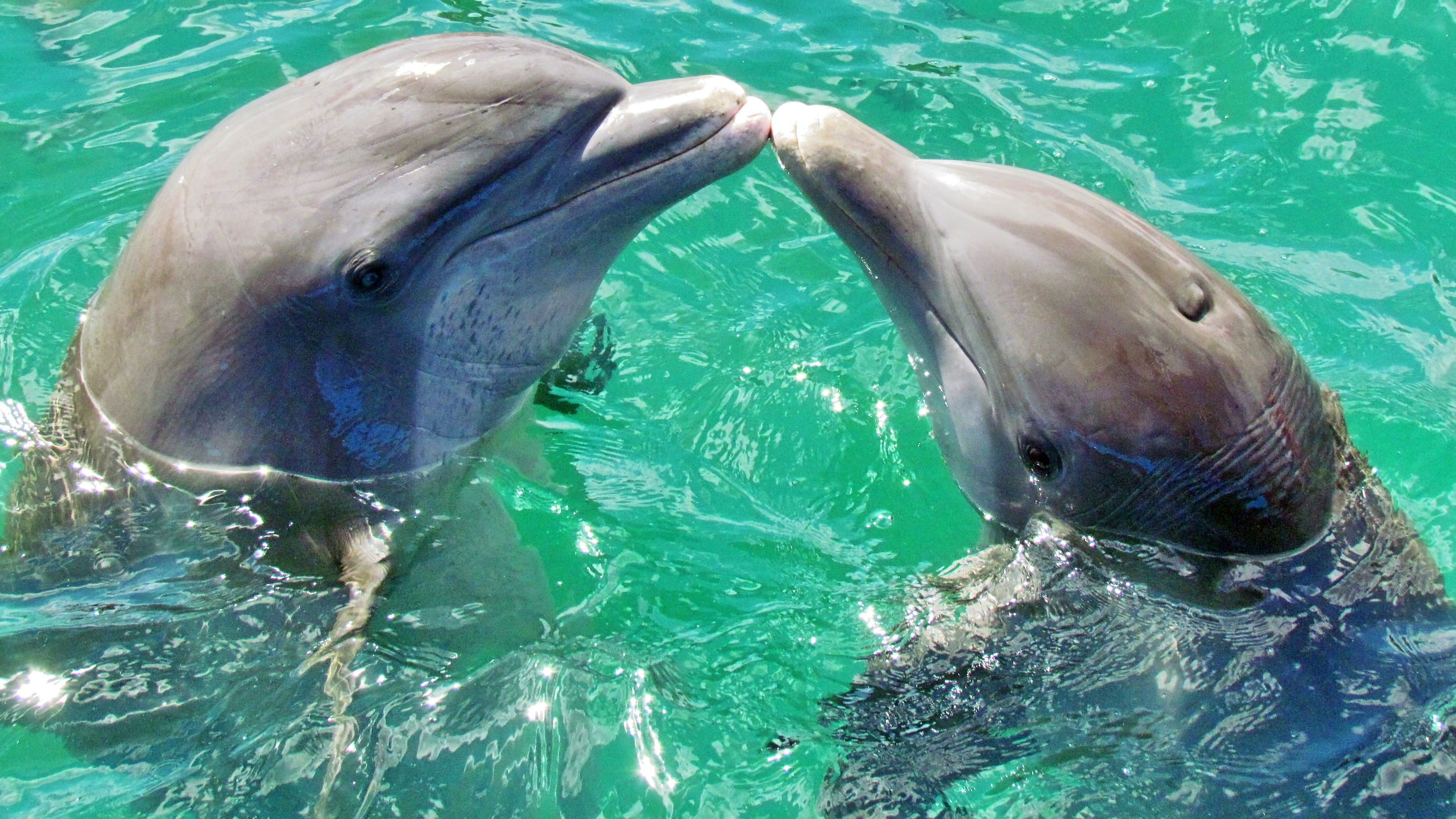  Delfine Hintergrundbild 3840x2160. Tiere Wallpaper 4k