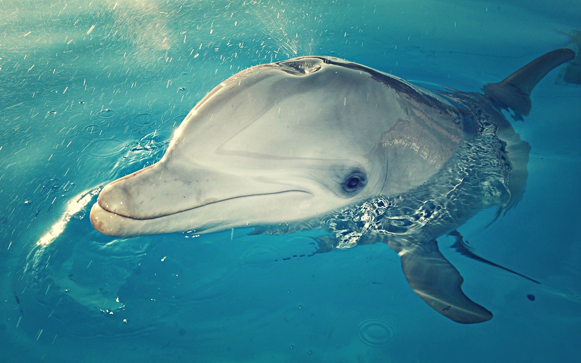  Delfine Hintergrundbild 1920x1200. Kostenlose Hintergrundbilder Grauer Delphin im Blauen Wasser, Bilder Für Ihren Desktop Und Fotos