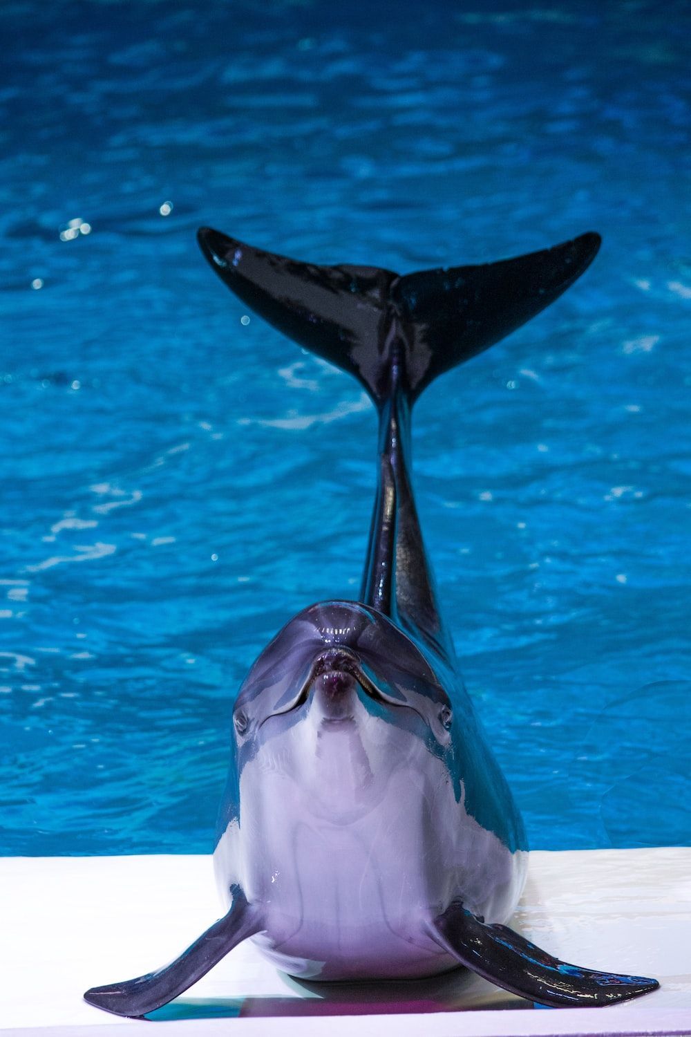  Delfin Hintergrundbild 1000x1500. Dolphin Wallpaper: Kostenloser HD Download [HQ]