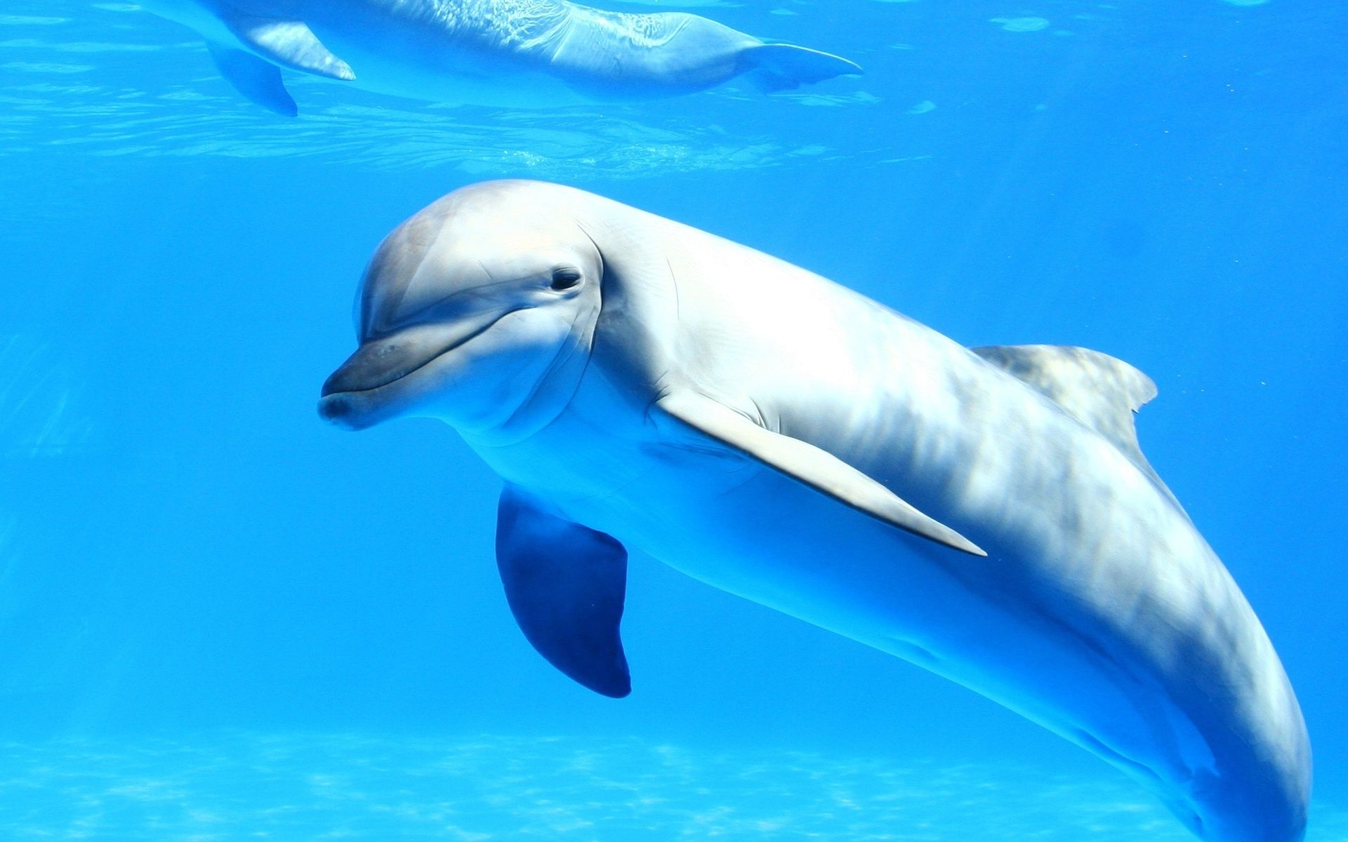  Delfine Hintergrundbild 1920x1200. Delphin, Tier, Tiere Hintergrundbilder. Delphin, Tier, Tiere frei fotos