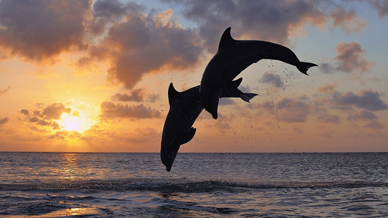  Delfine Hintergrundbild 1280x720. Bilder von Delfine Meer Zwei Sprung Sonnenaufgänge und