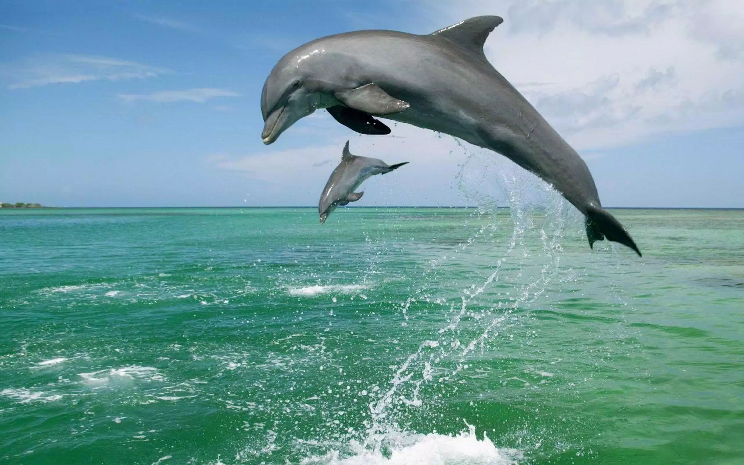  Delfine Hintergrundbild 2560x1600. Dolphin Live Wallpaper APK für Android herunterladen