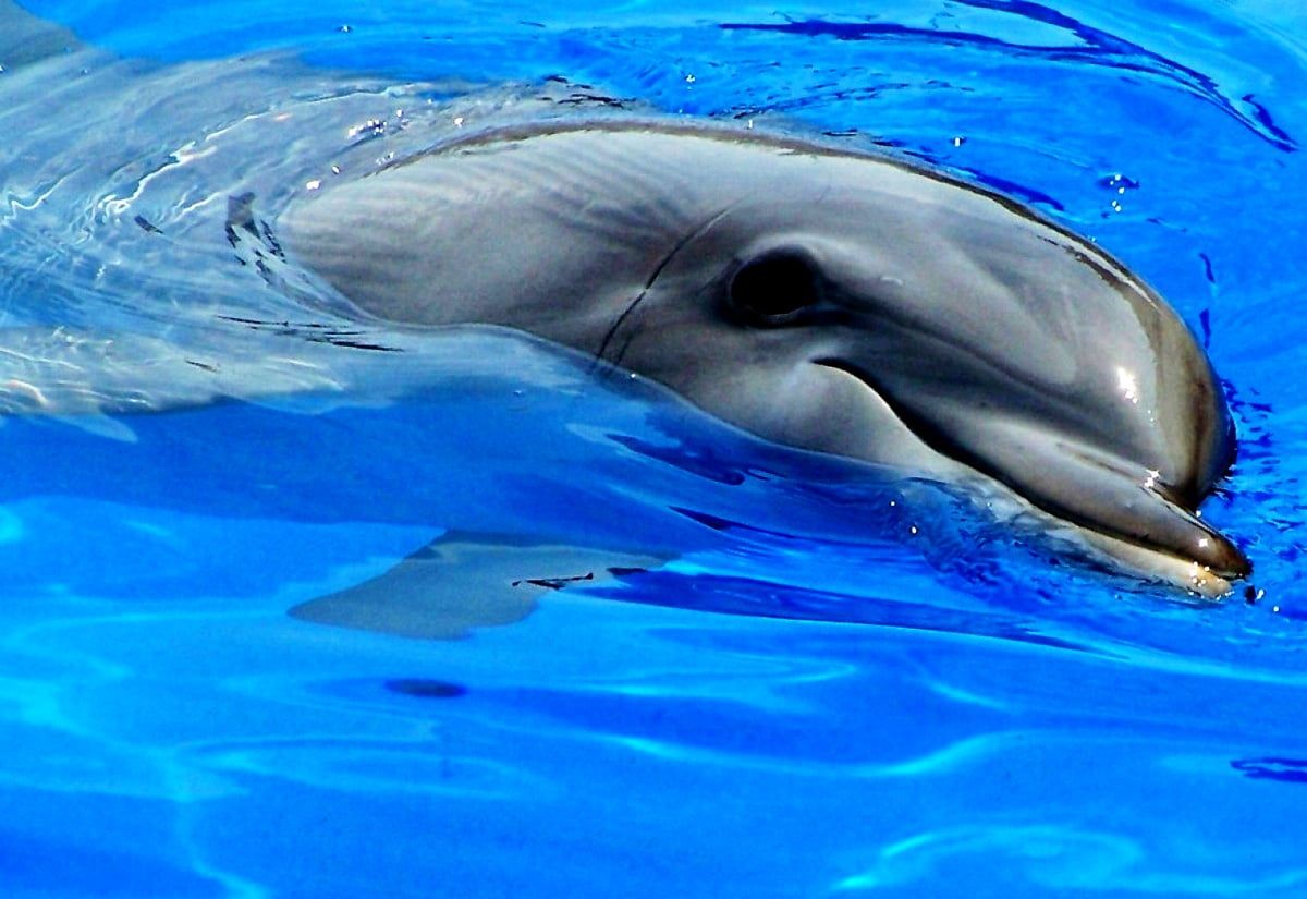  Delfine Hintergrundbild 1200x825. Delfin Hintergrundbilder handy