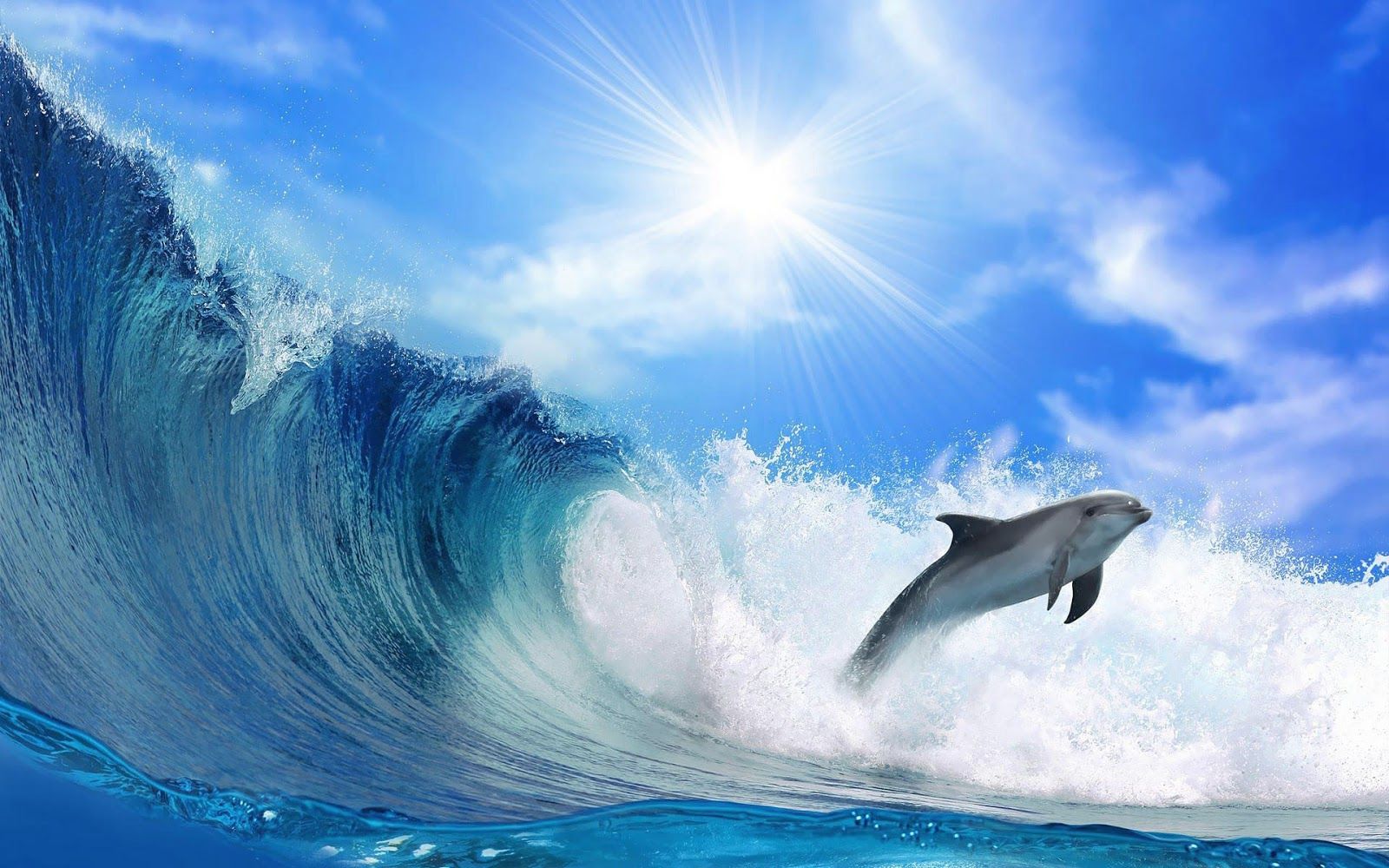  Delfine Hintergrundbild 1600x1000. Free download beautiful wallpaper of a dolphin and a big wave HD animals [1600x1000] for your Desktop, Mobile & Tablet. Explore Huge HD Wallpaper. Huge HD Wallpaper, HD Wallpaper, Huge Wallpaper
