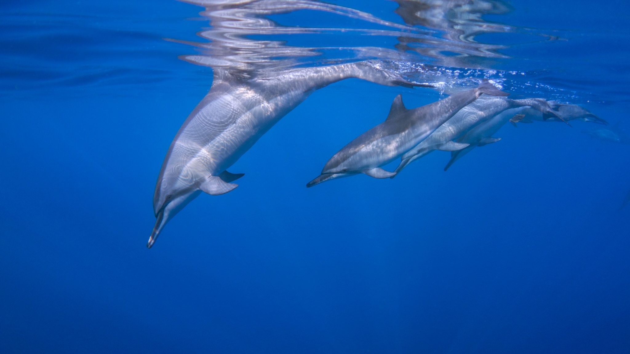  Delfine Hintergrundbild 2048x1152. Download Hintergrundbild ozean, delfine, delphin die Auflösung 1280x800
