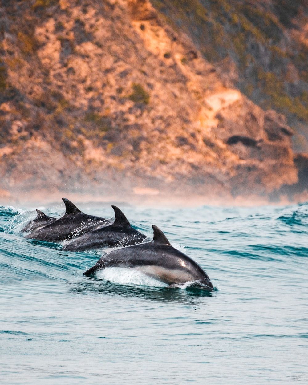  Delfin Hintergrundbild 1000x1250. Dolphin Wallpaper: Kostenloser HD Download [HQ]