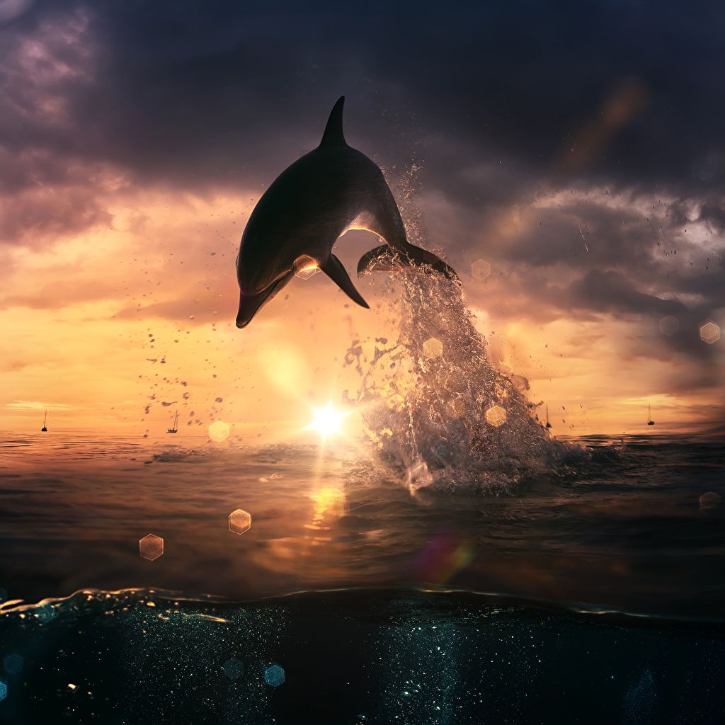  Delfine Hintergrundbild 1024x1024. Foto Delfine Sonne Sprung spritzwasser Morgendämmerung und