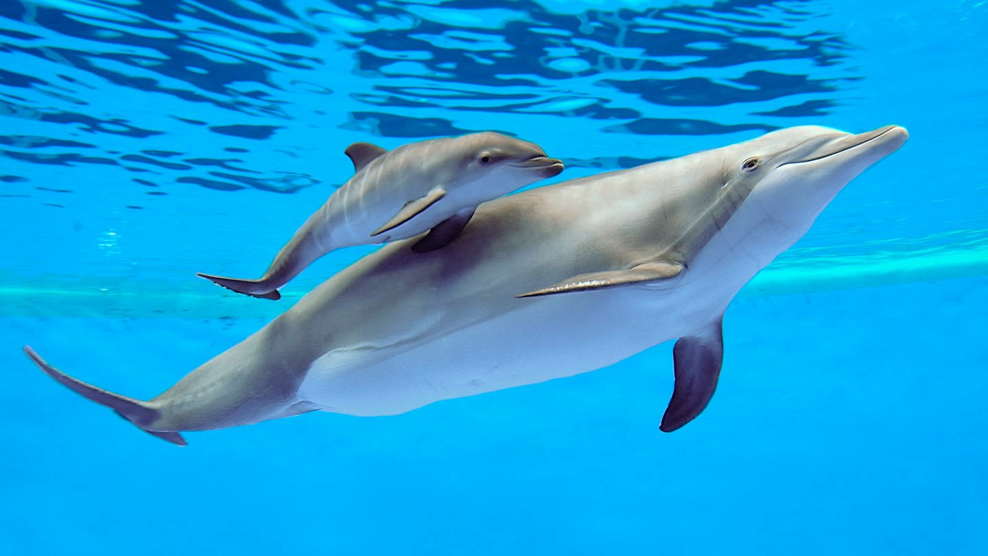  Delfine Hintergrundbild 1440x810. Steckbrief: Delfin