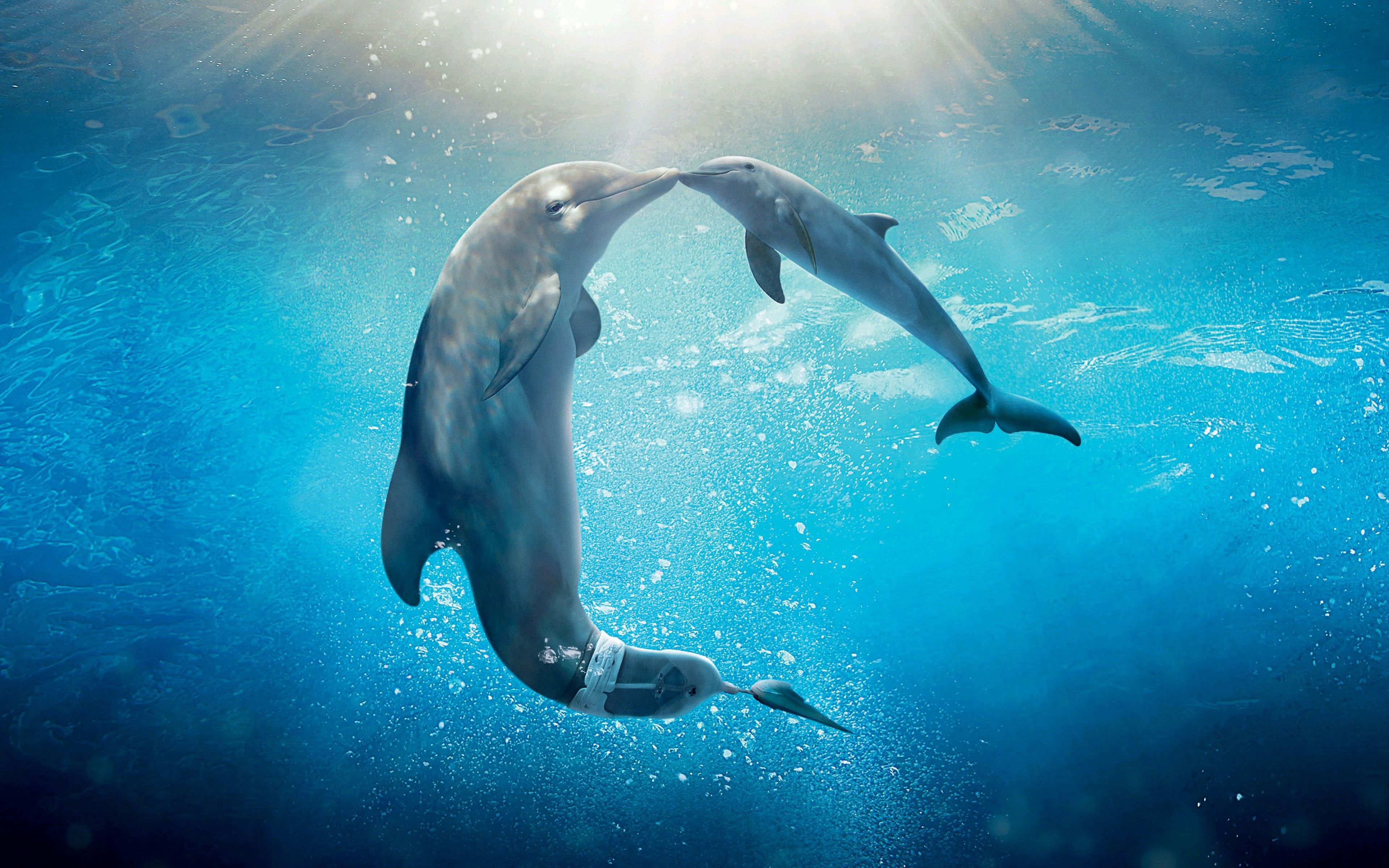  Delfine Hintergrundbild 3840x2400. Herunterladen hintergrundbild delfine unter wasser säugetiere, delfine, paar, meer, wasser, 4к mit einer auflösung zu überwachen 3840x2400. Bilder auf dem desktop
