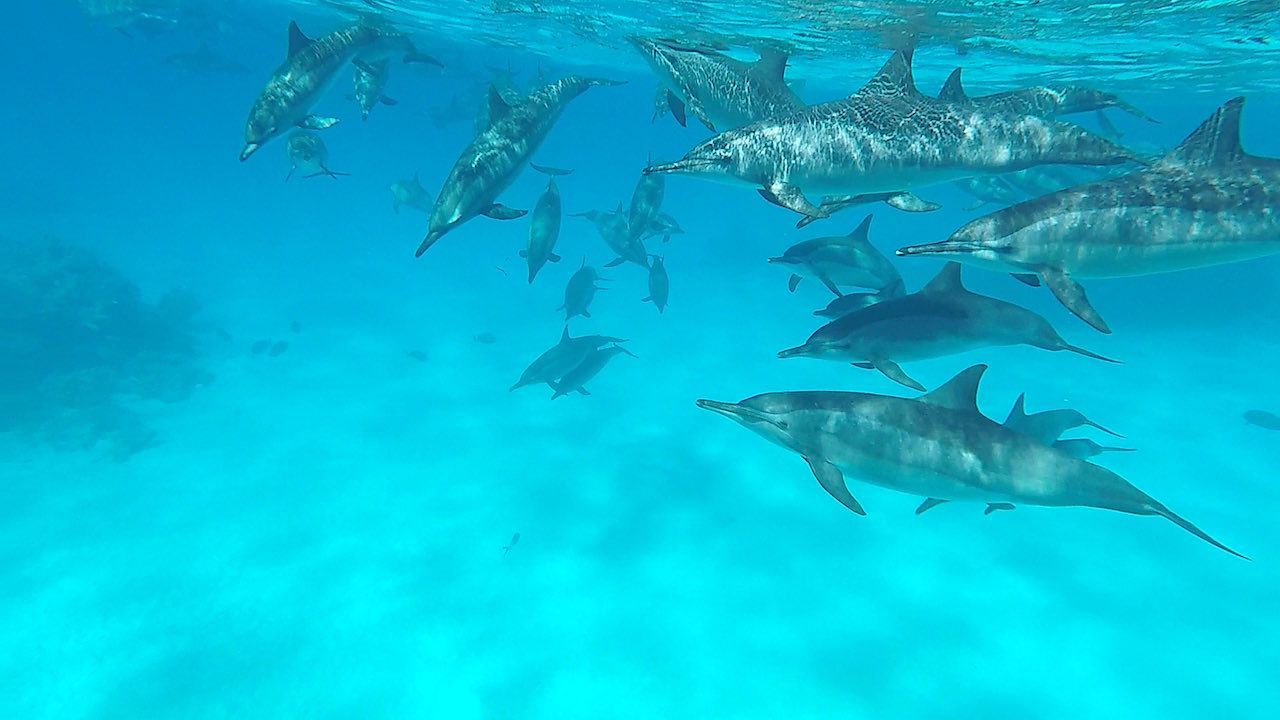  Delfine Hintergrundbild 1280x720. Respektvoll mit Delfinen schwimmen